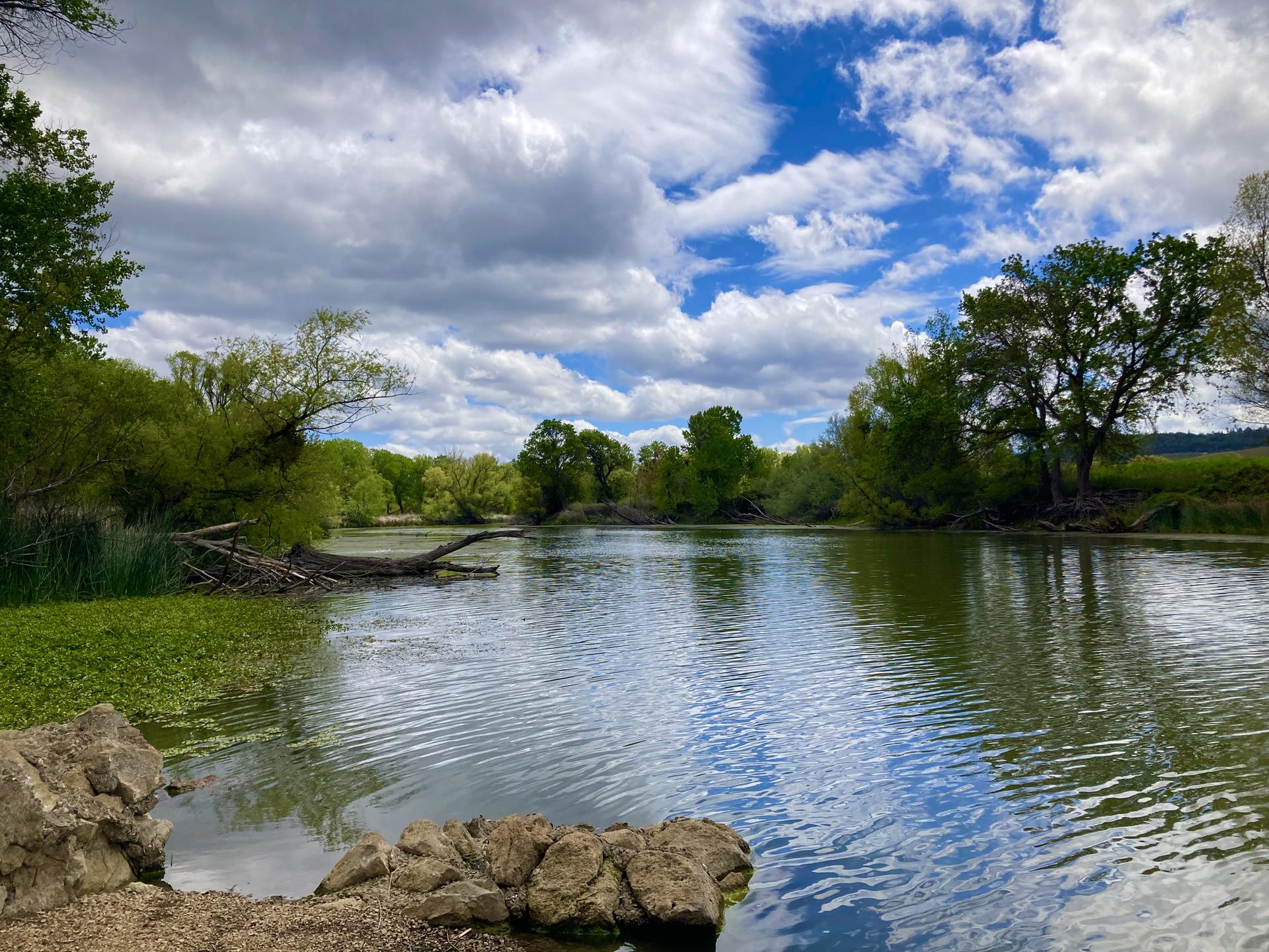 Calm lake reflecting cloudy sky, surrounded by vibrant green trees.