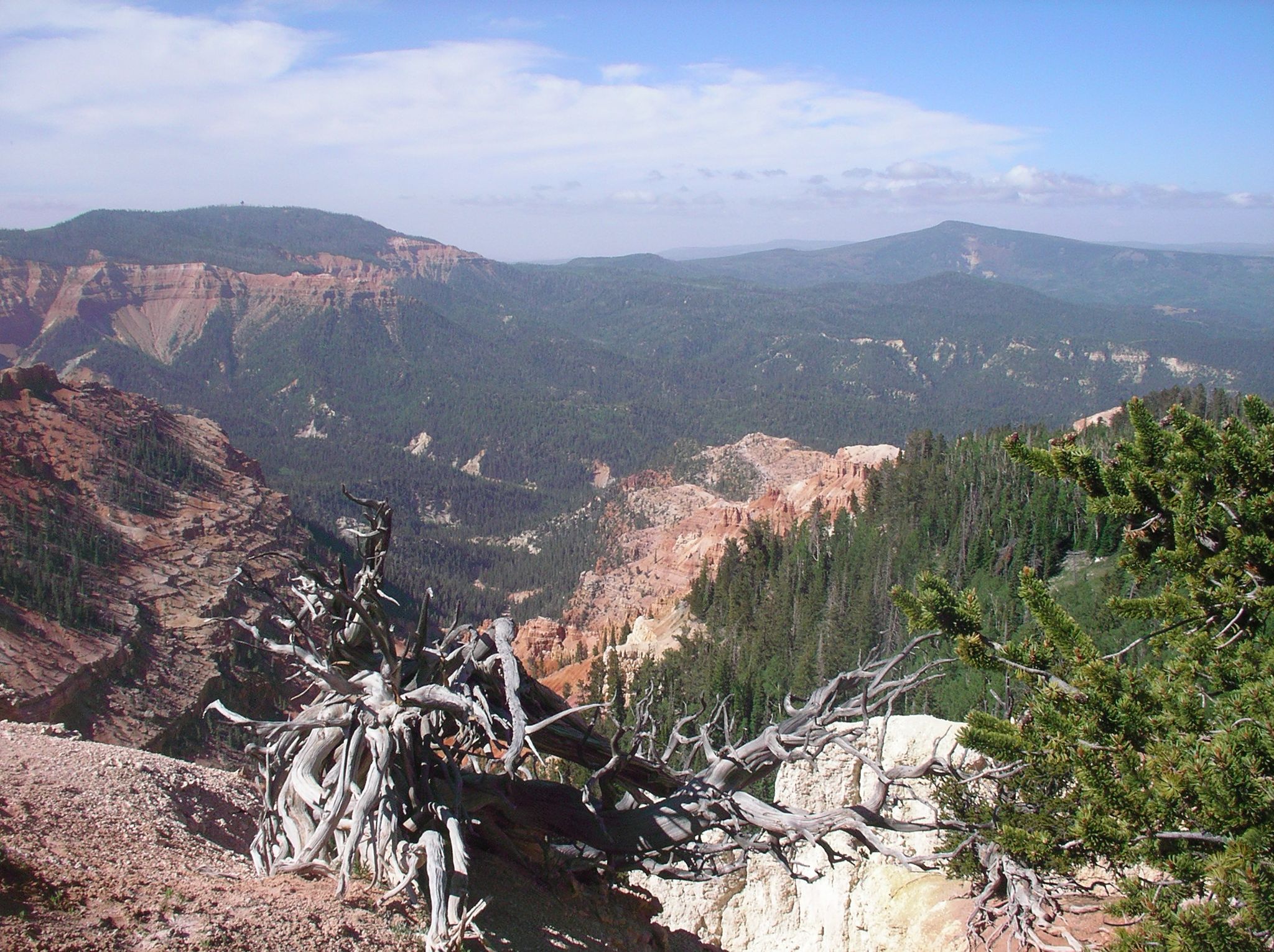 Dead tree roots on a cliff overlooking a vast forested canyon. - Rattlesnake Creek - Ashdown Gorge Trail
