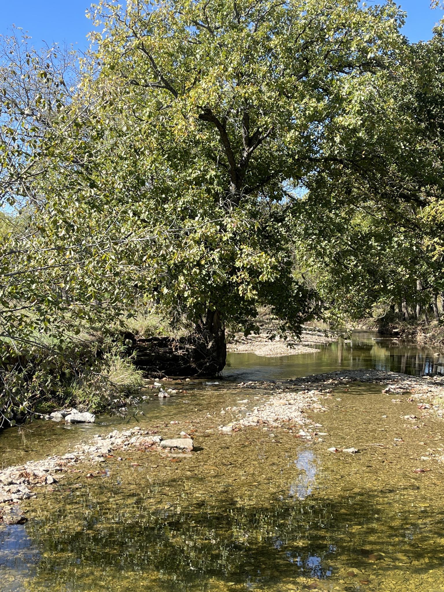 Clear, shallow stream with rocky banks and a large green tree.