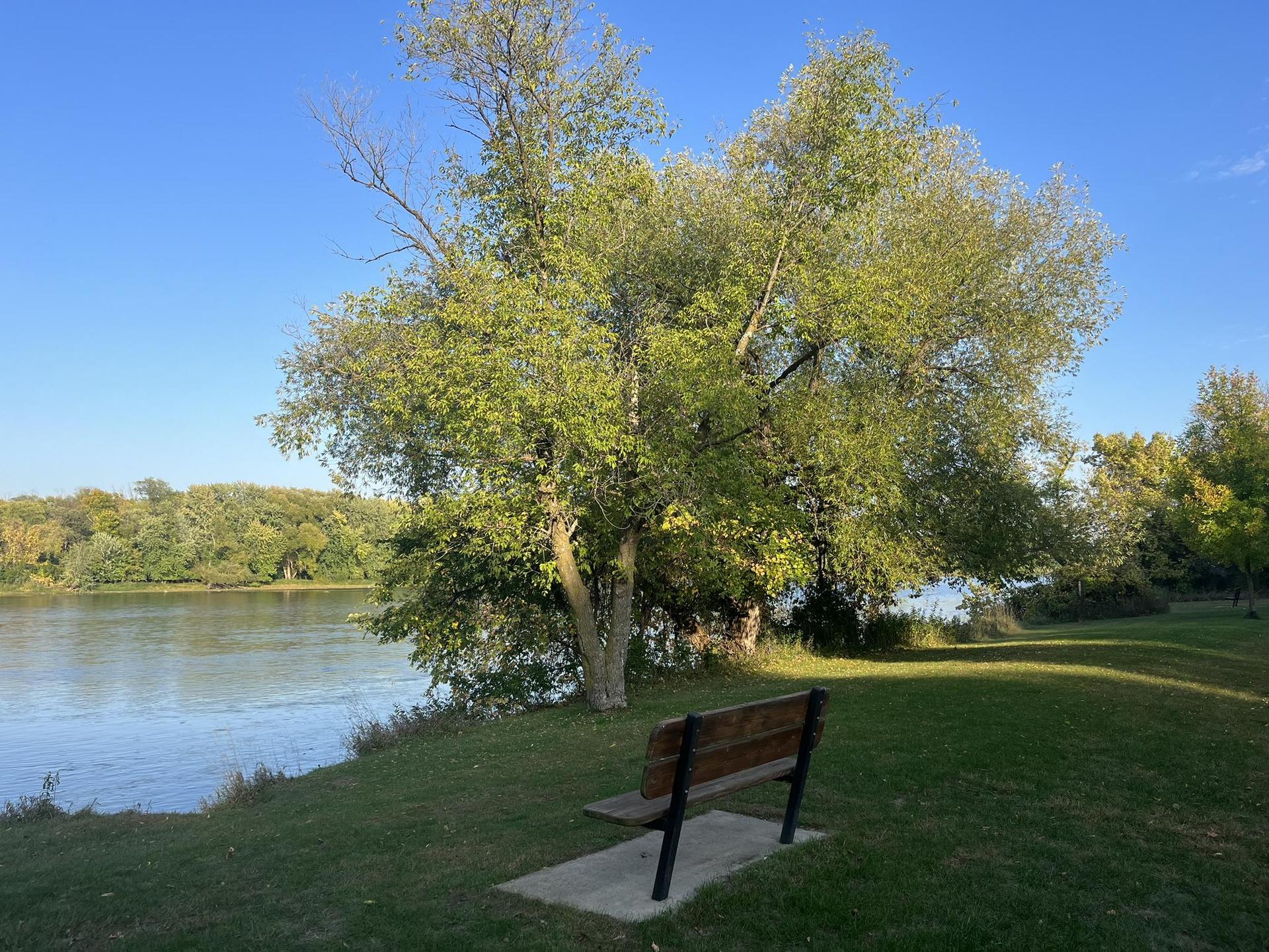 A park bench sits on a grassy bank next to a river, under a large green tree.