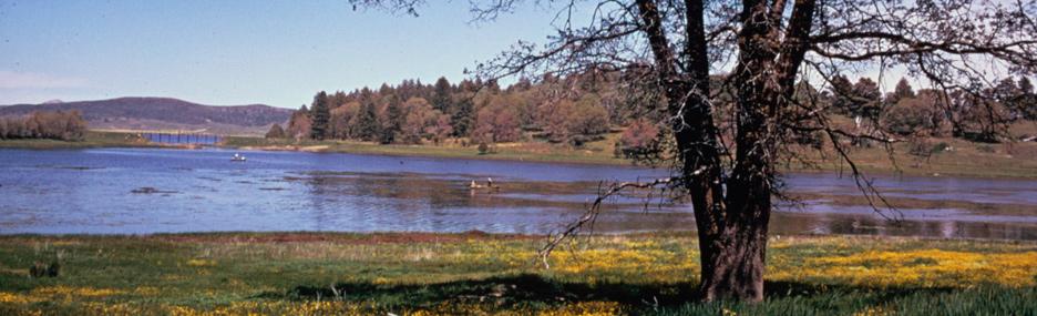 A large tree frames a sunny river landscape with distant hills and small boats.