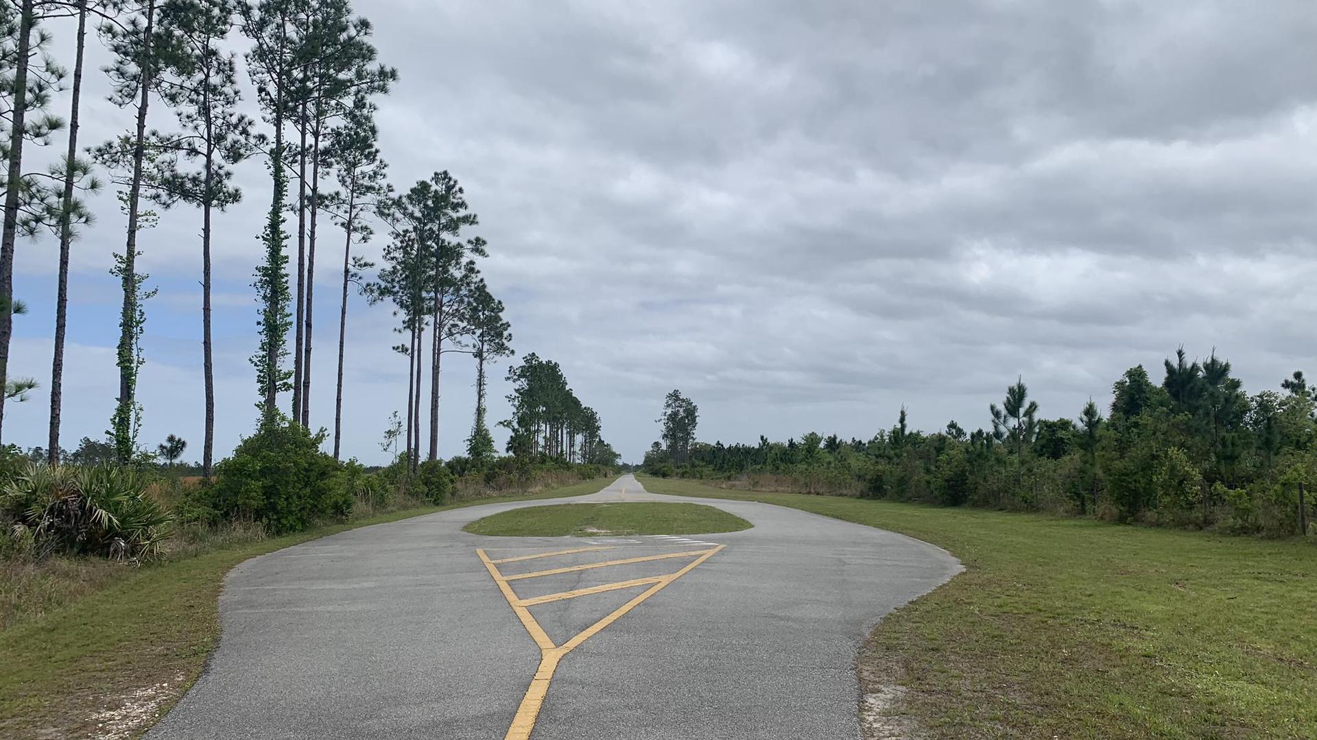 Paved road forks under an overcast sky, flanked by tall pine trees.