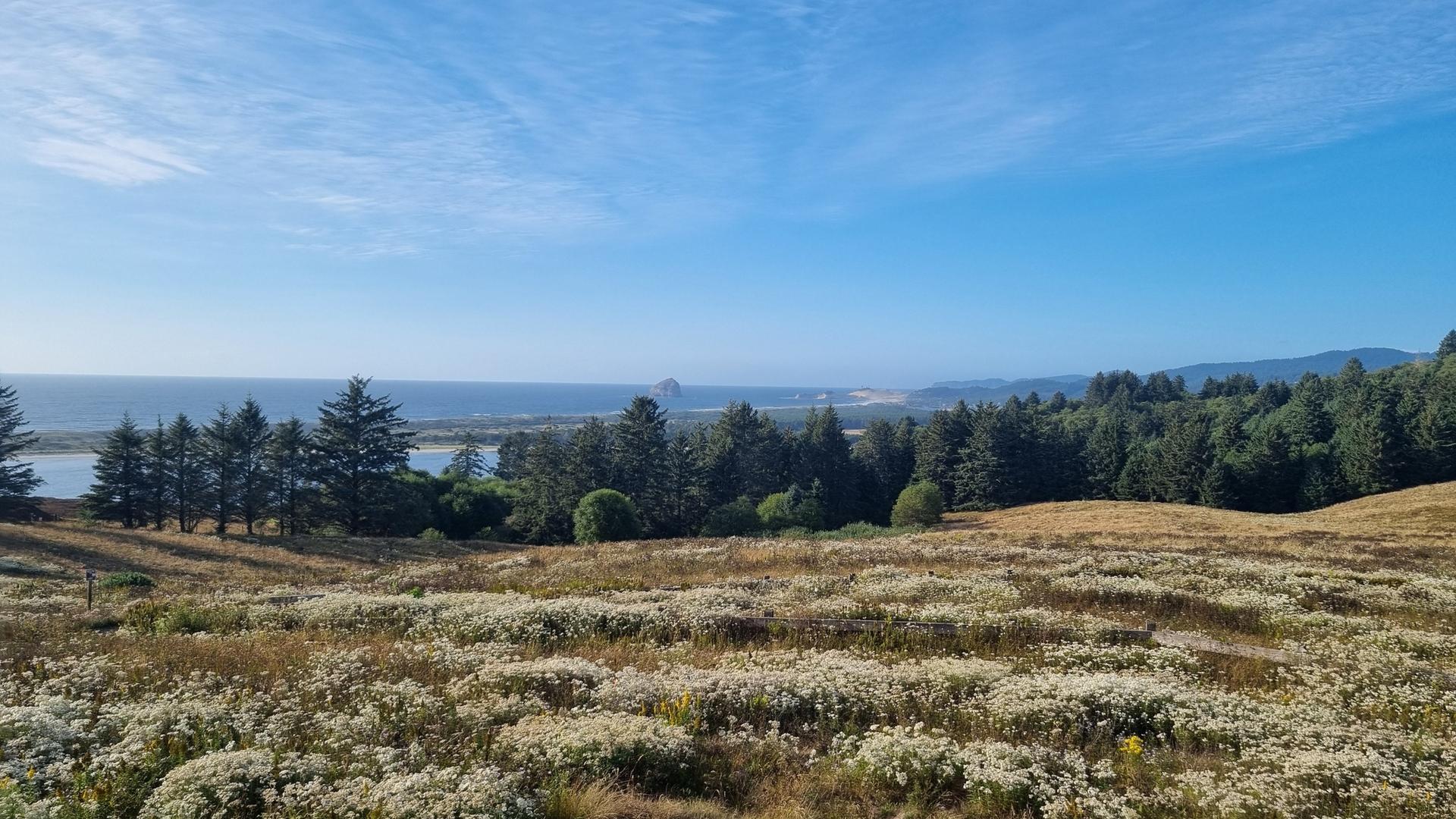 Sunny field of white flowers overlooking a forest and distant ocean.