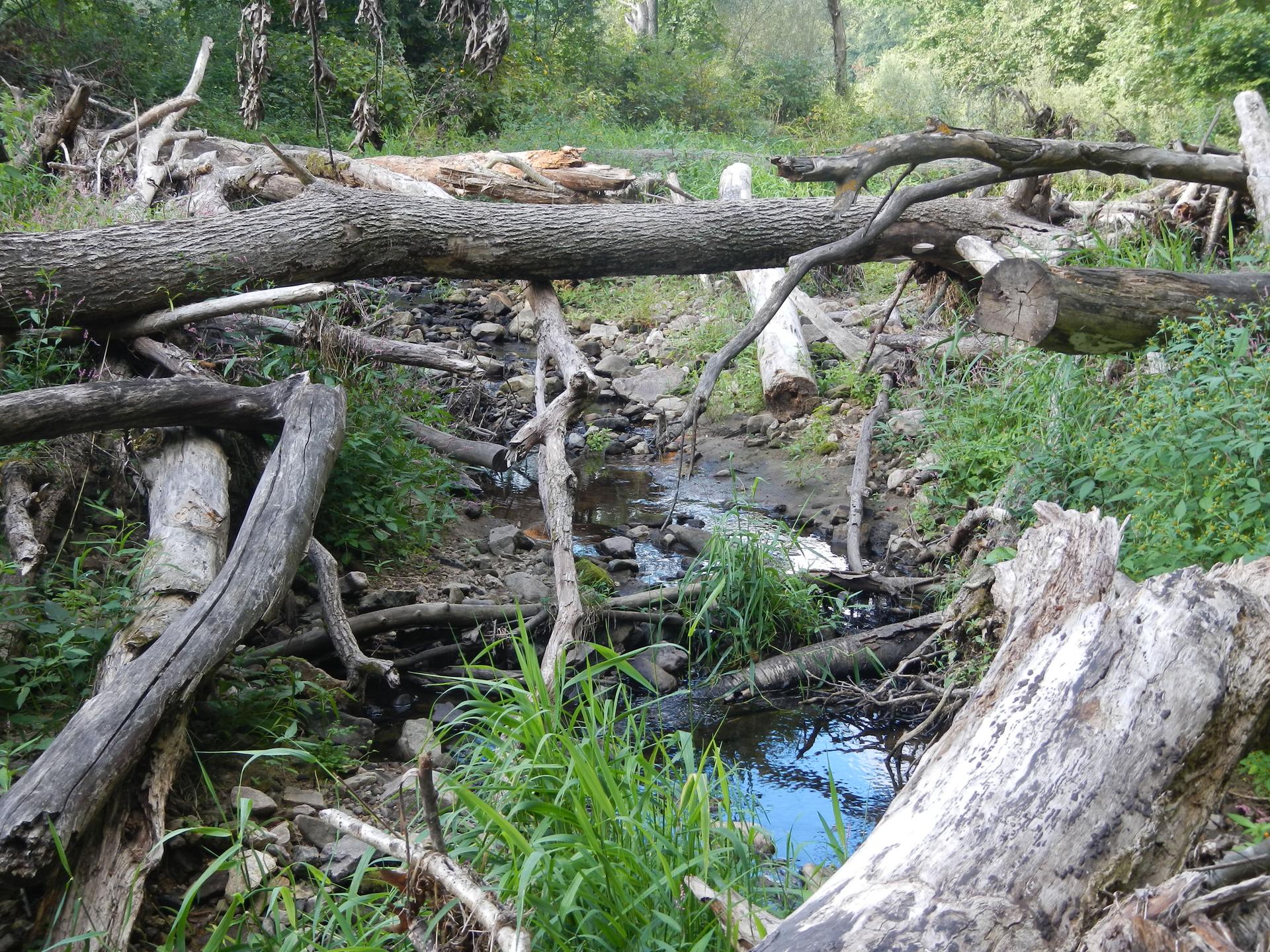 Small stream flowing through a forest with many fallen logs.
