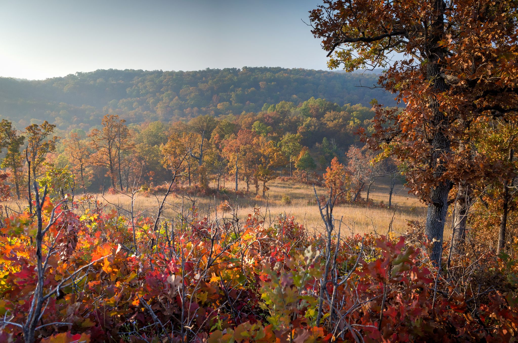 Vibrant autumn foliage in a hilly landscape under a hazy sky. - Turkey Pen Hollow Trail