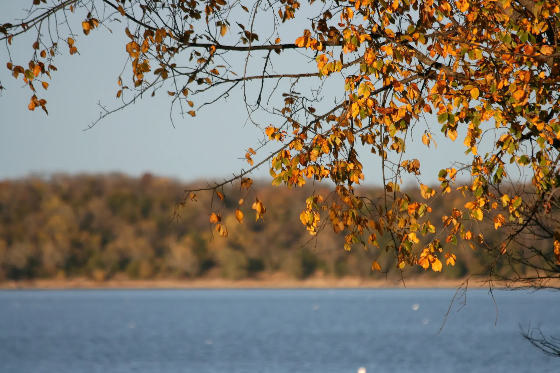 Golden autumn leaves hang over a serene lake and wooded shore.