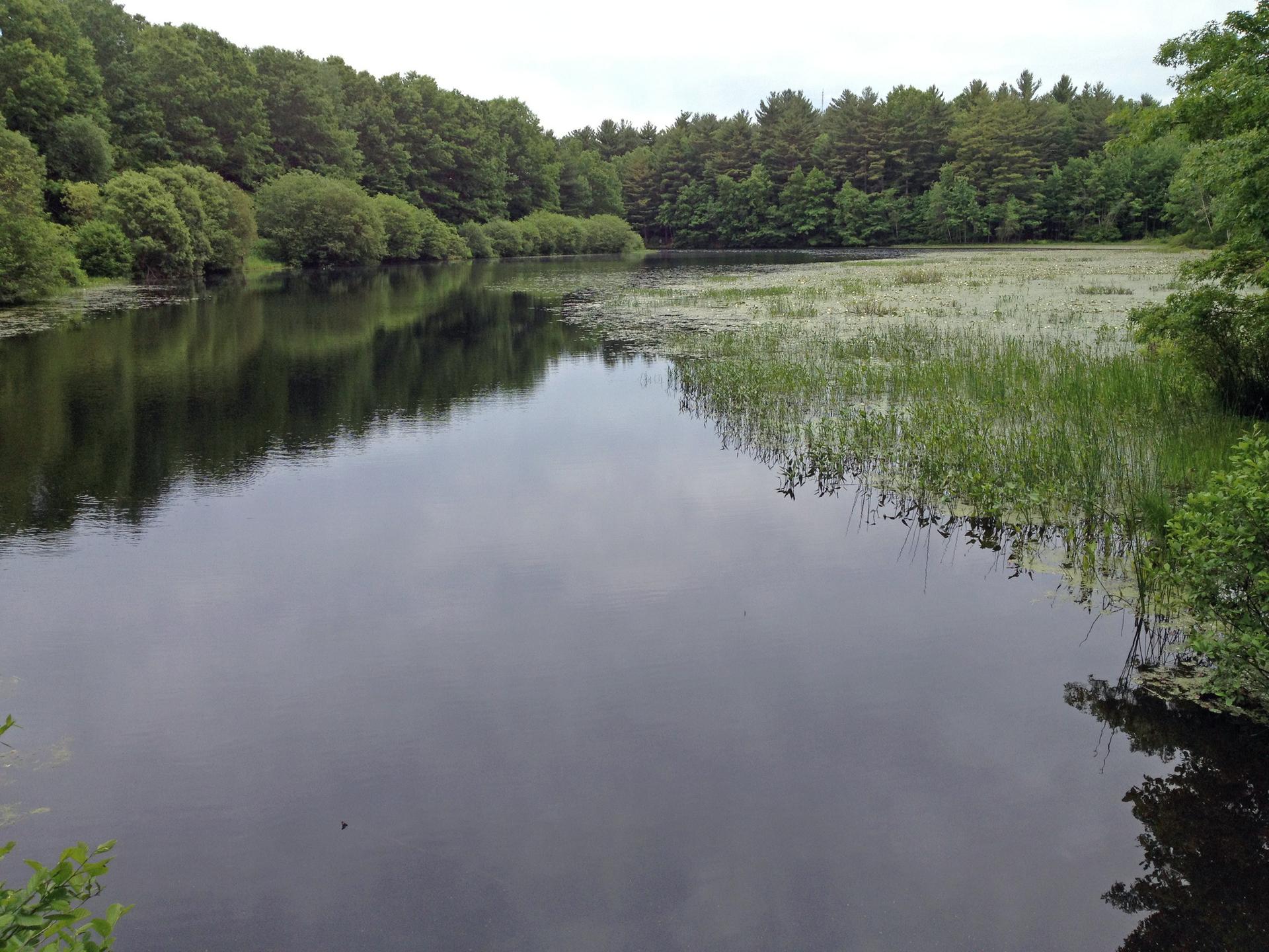 Calm lake surrounded by lush green trees and aquatic plants.