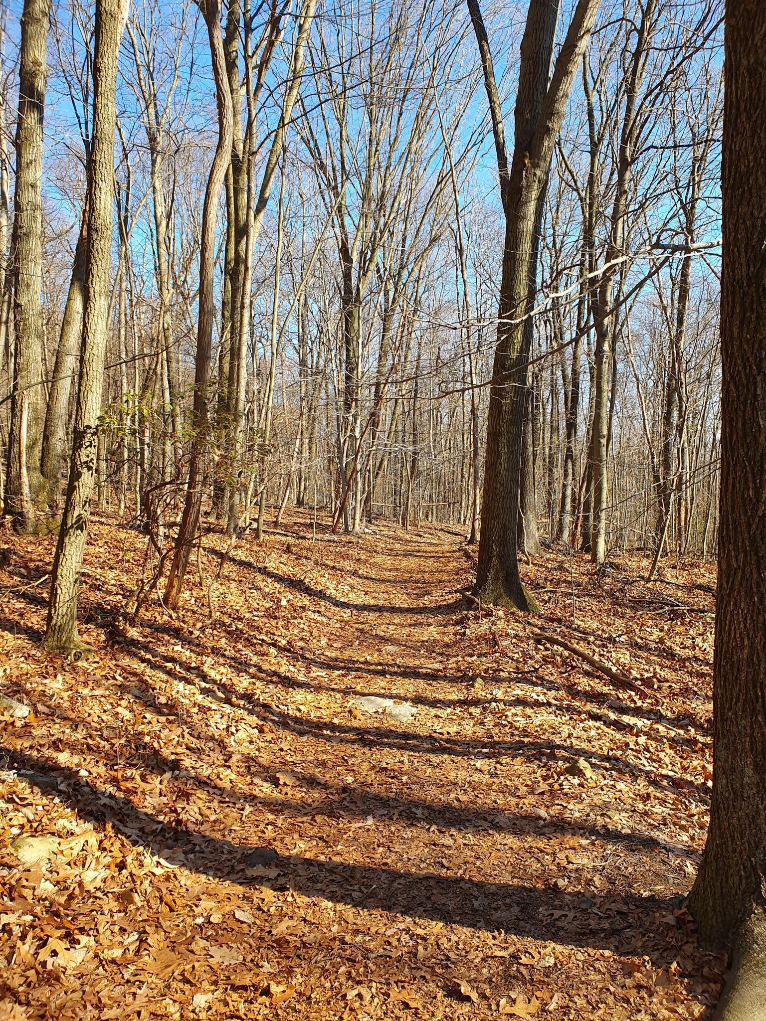 A forest path covered in autumn leaves, dappled sunlight through bare trees.