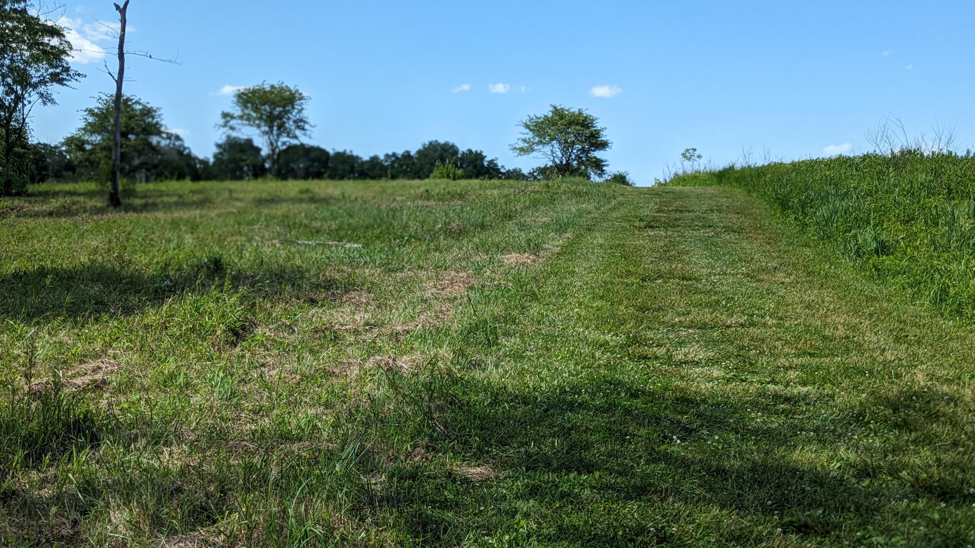 Mowed path through a sunny green field with scattered trees and blue sky.