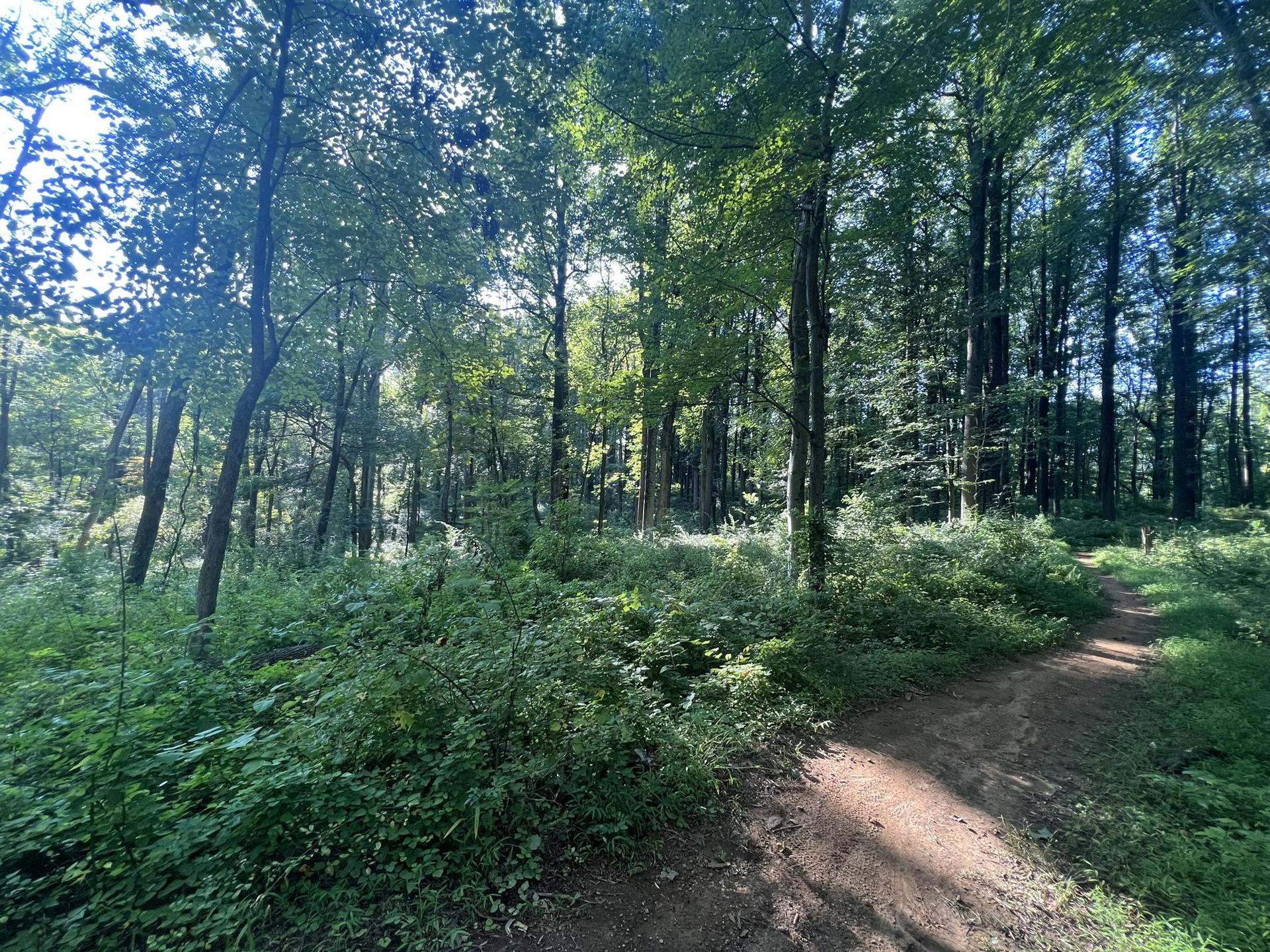 Sunny forest path splitting into two, surrounded by dense green foliage.