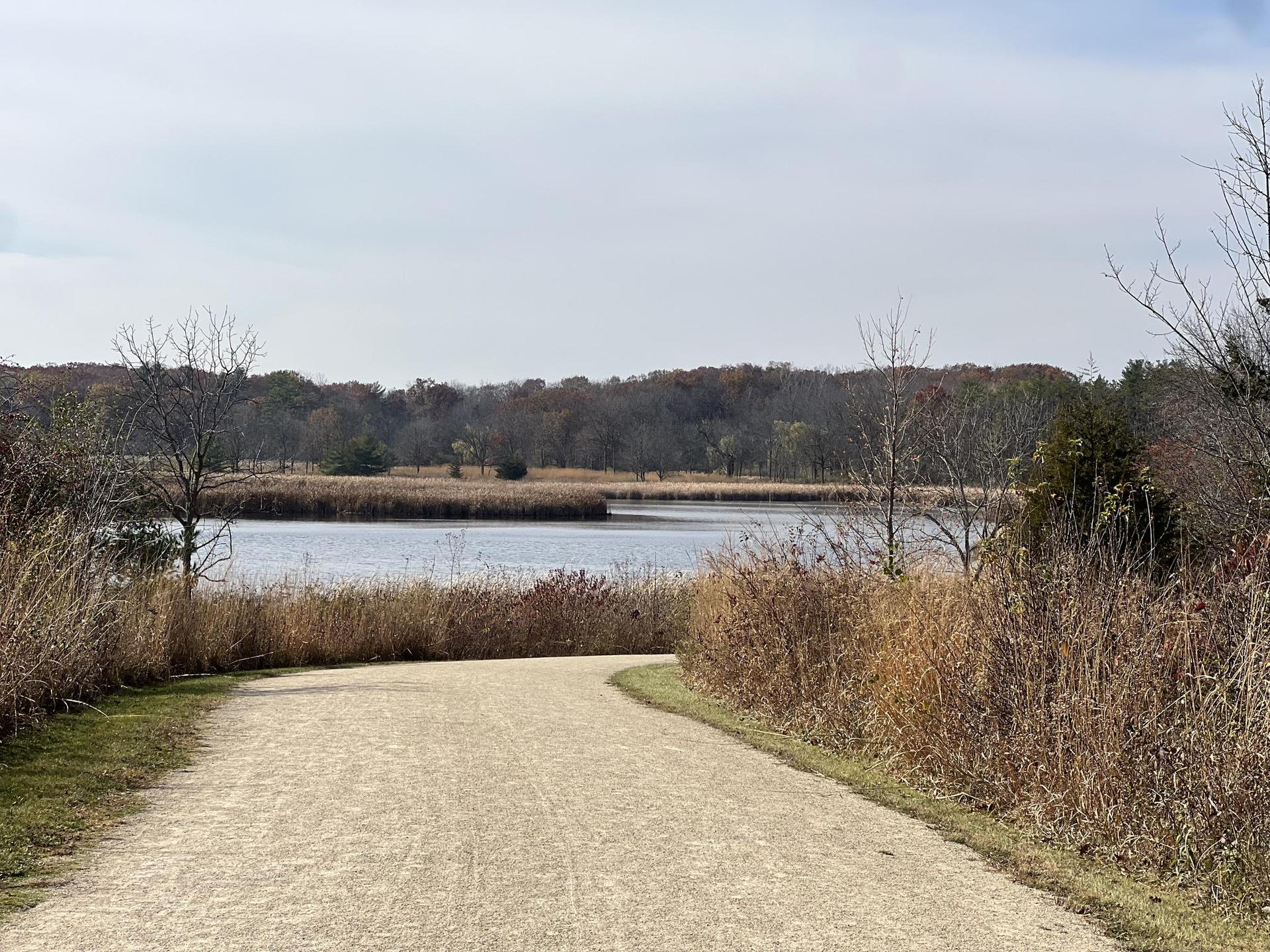 Dirt path leading to a calm lake surrounded by dry reeds and trees.