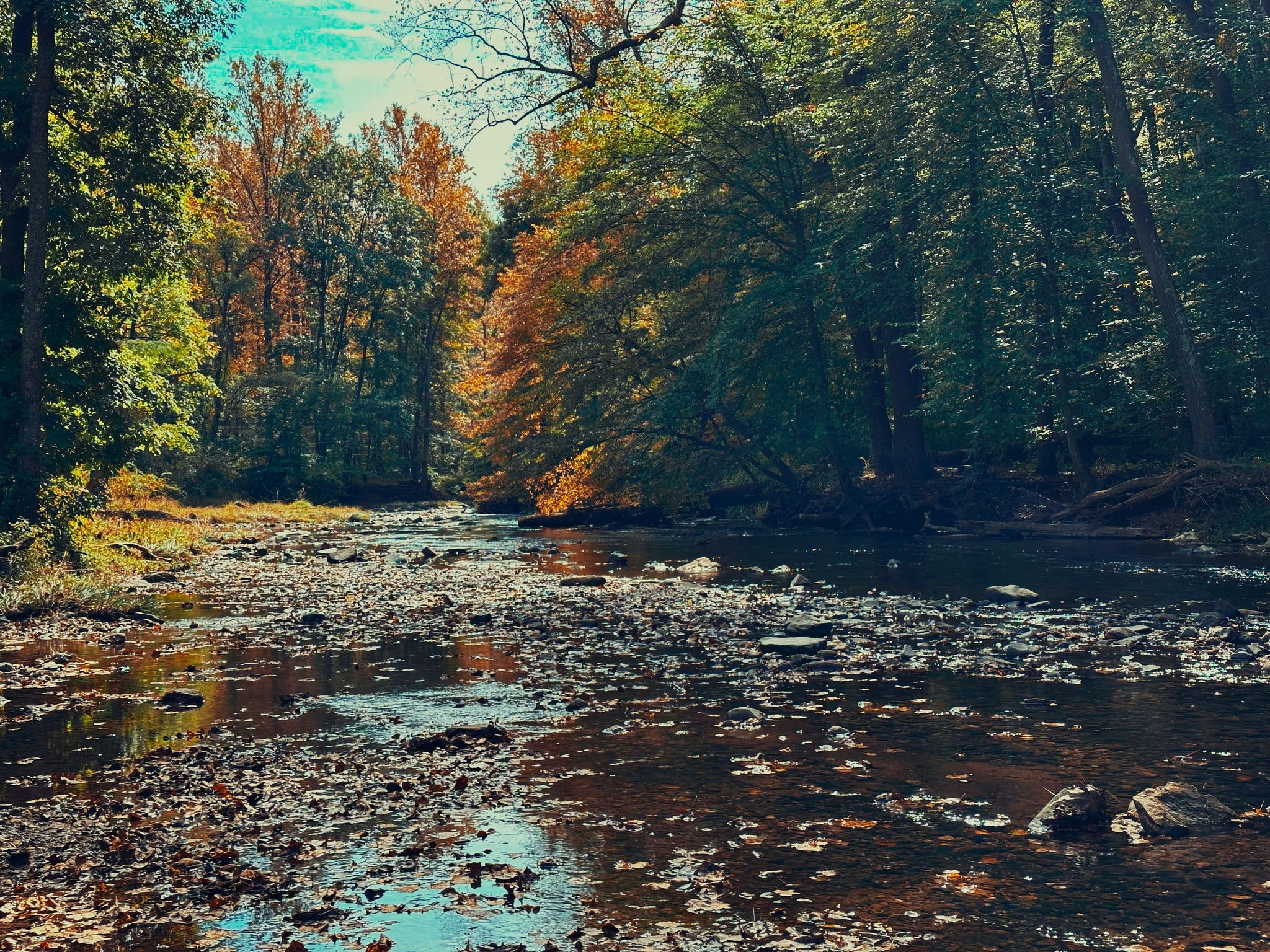 Wide, shallow river in a forest with colorful autumn trees. - Little Gunpowder Trail Loop