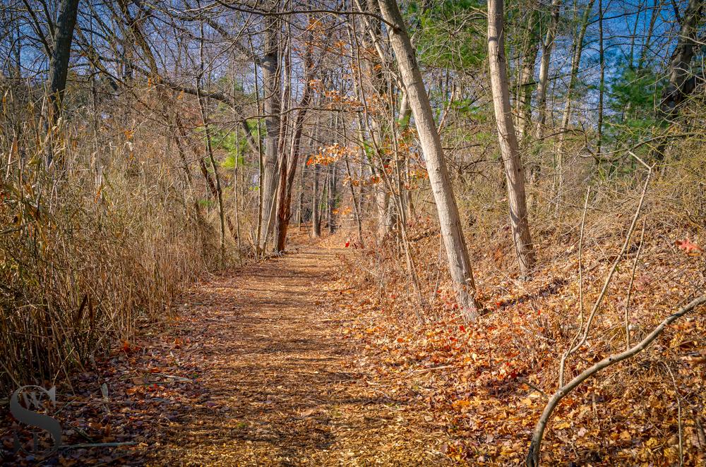 A sunlit dirt path winds through a forest with bare trees and fallen leaves.