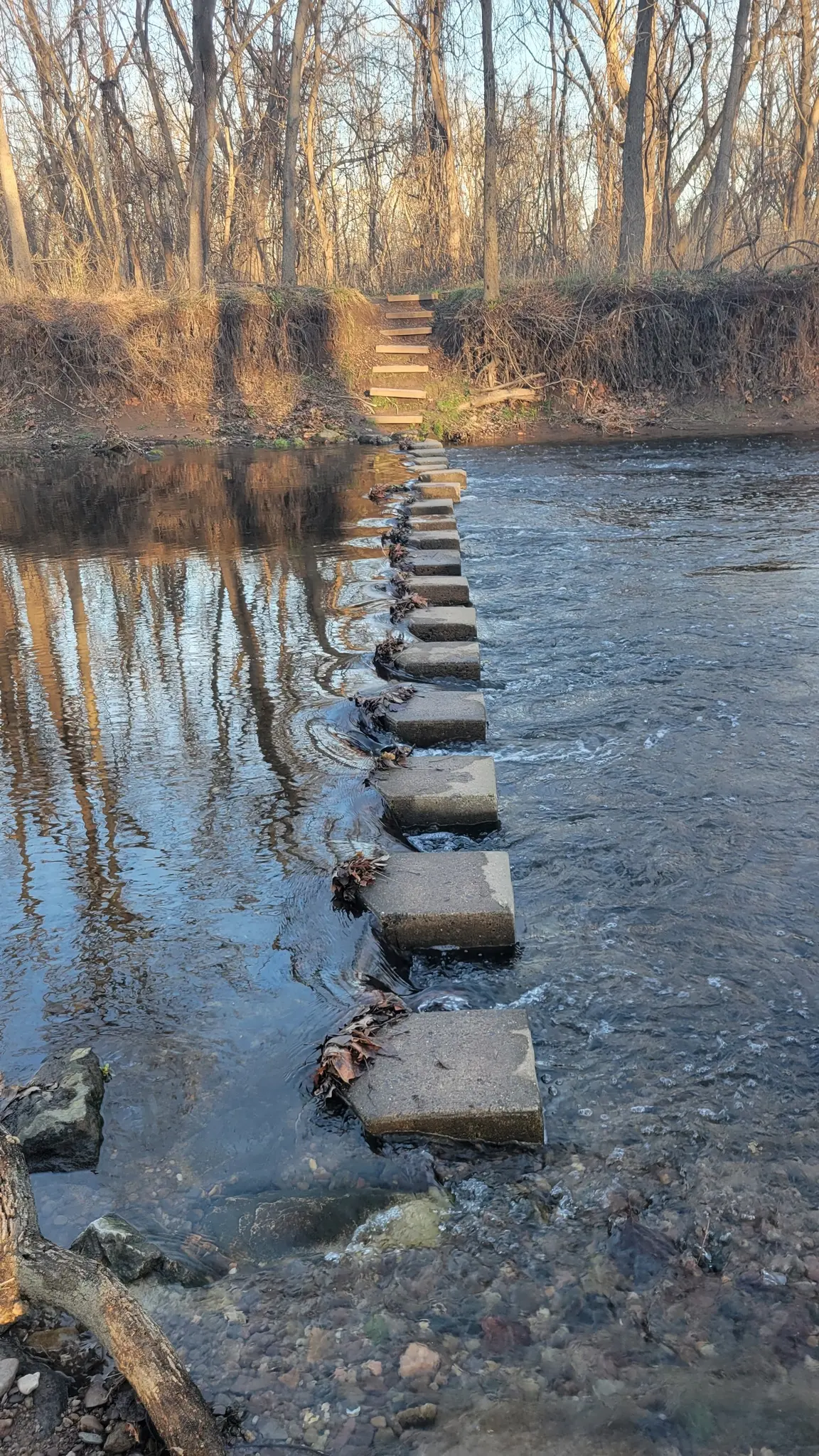 Stepping stones cross a shallow river towards a wooded bank under natural light.