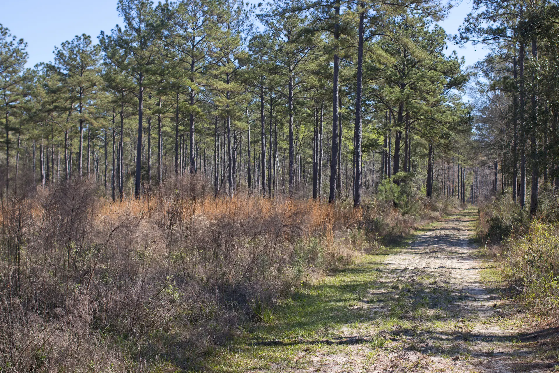 Dirt path through a sunny pine forest with dry undergrowth.