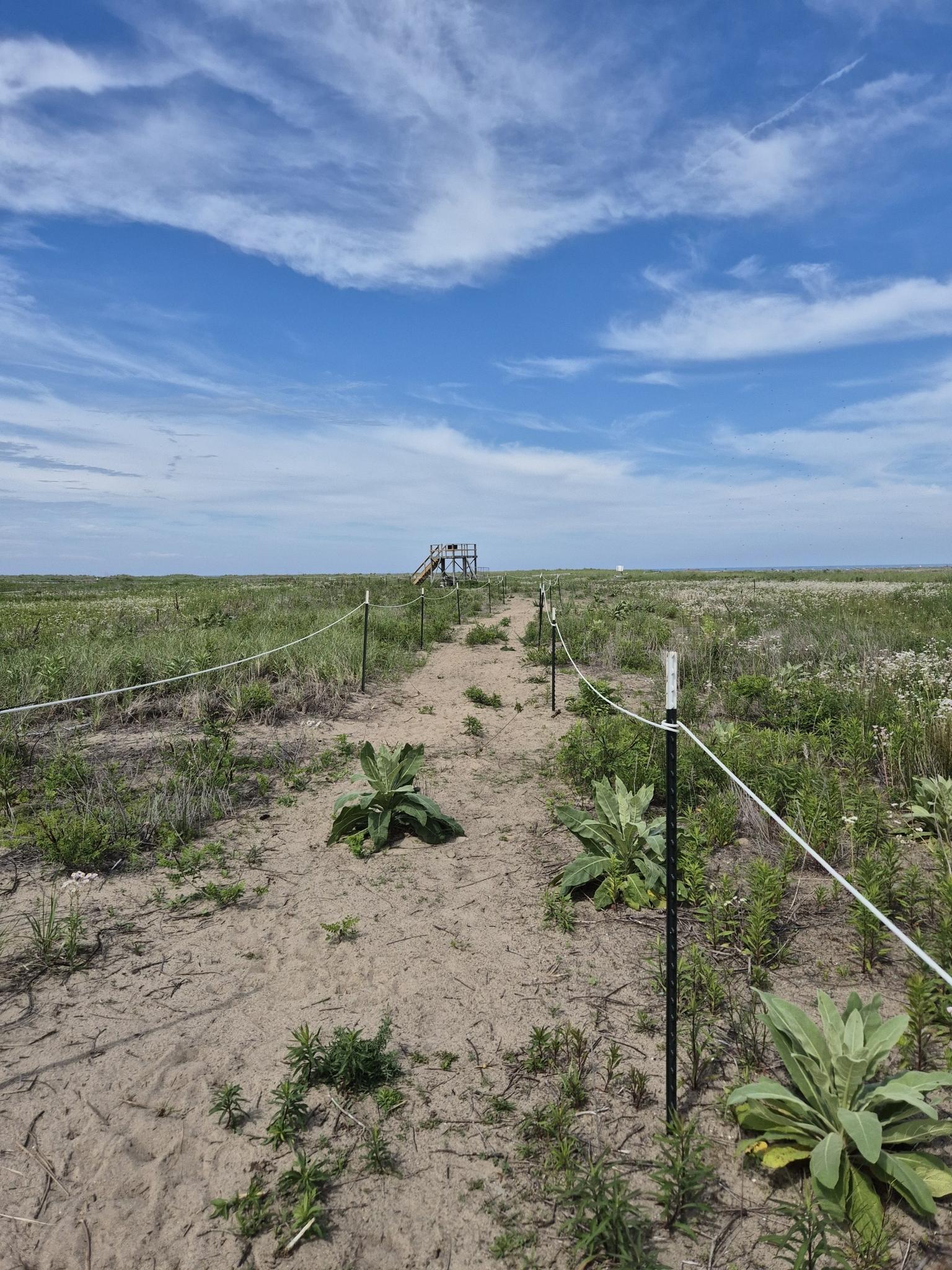 A sandy path through grassy dunes leads to a distant observation deck.