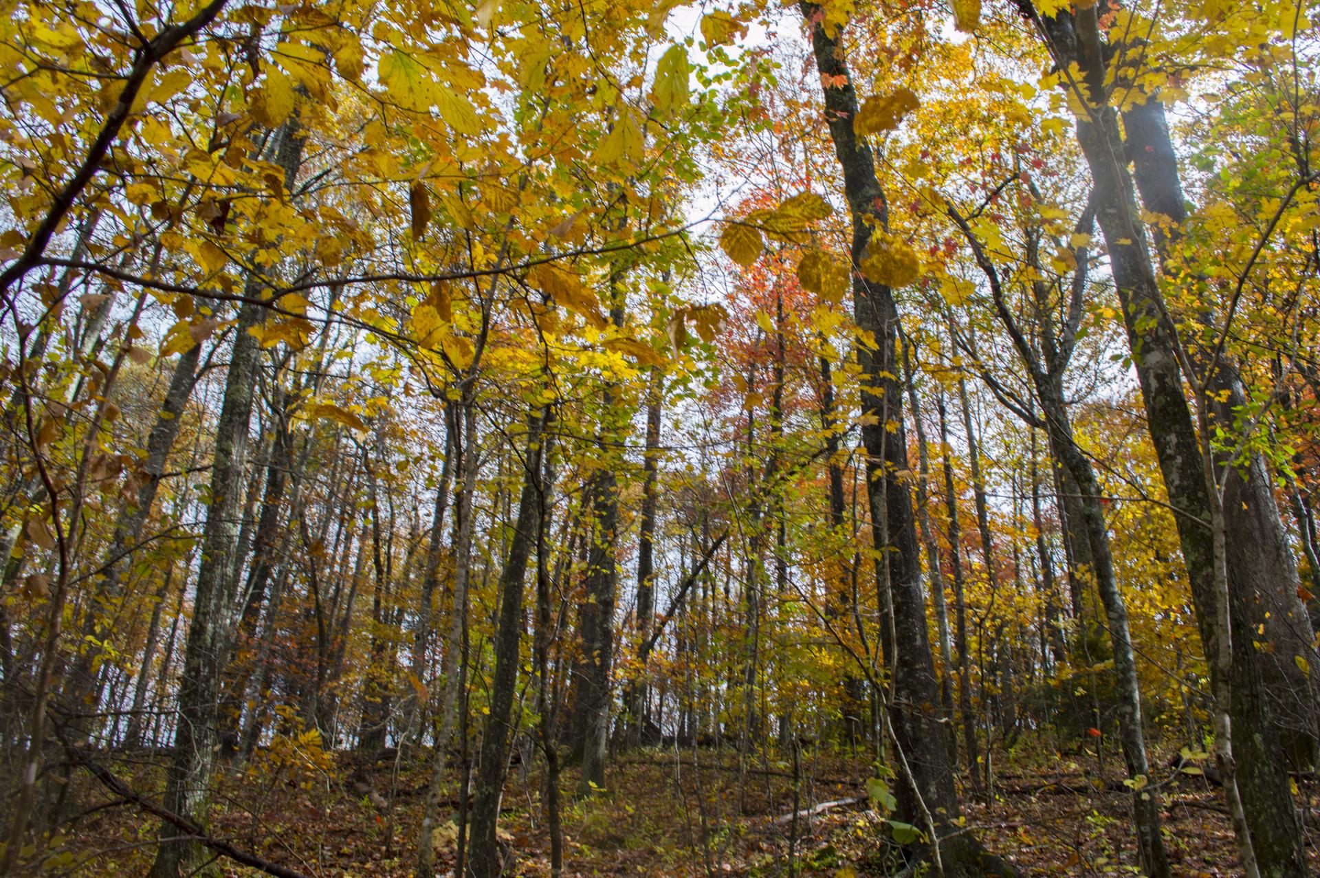 Tall trees with vibrant autumn foliage under bright, dappled sunlight.