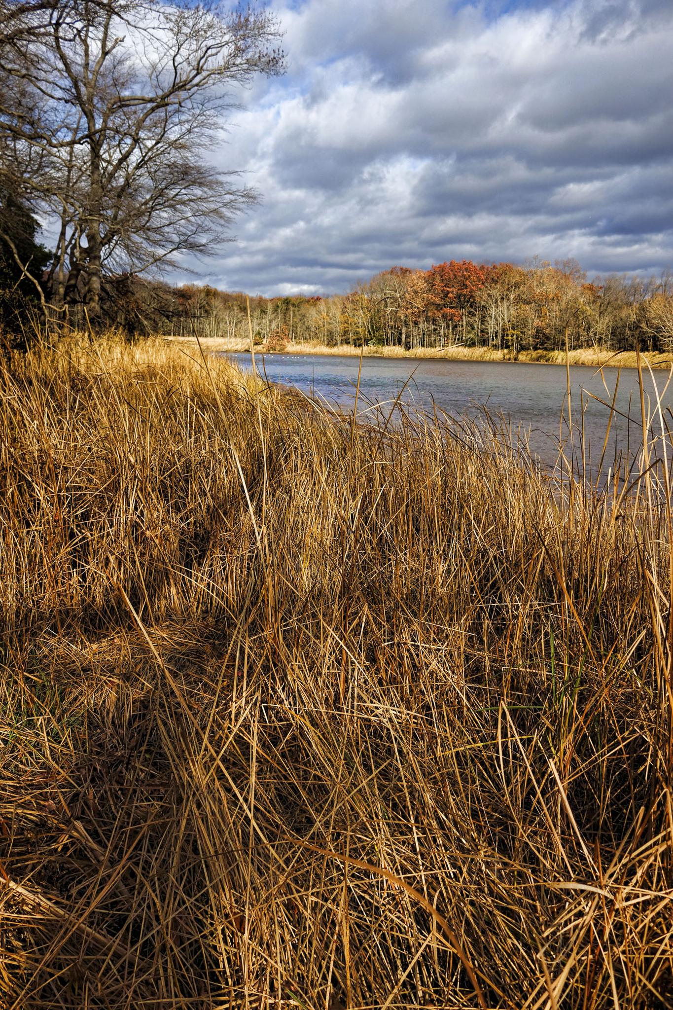 Golden reeds line a calm river with colorful trees under a cloudy sky.