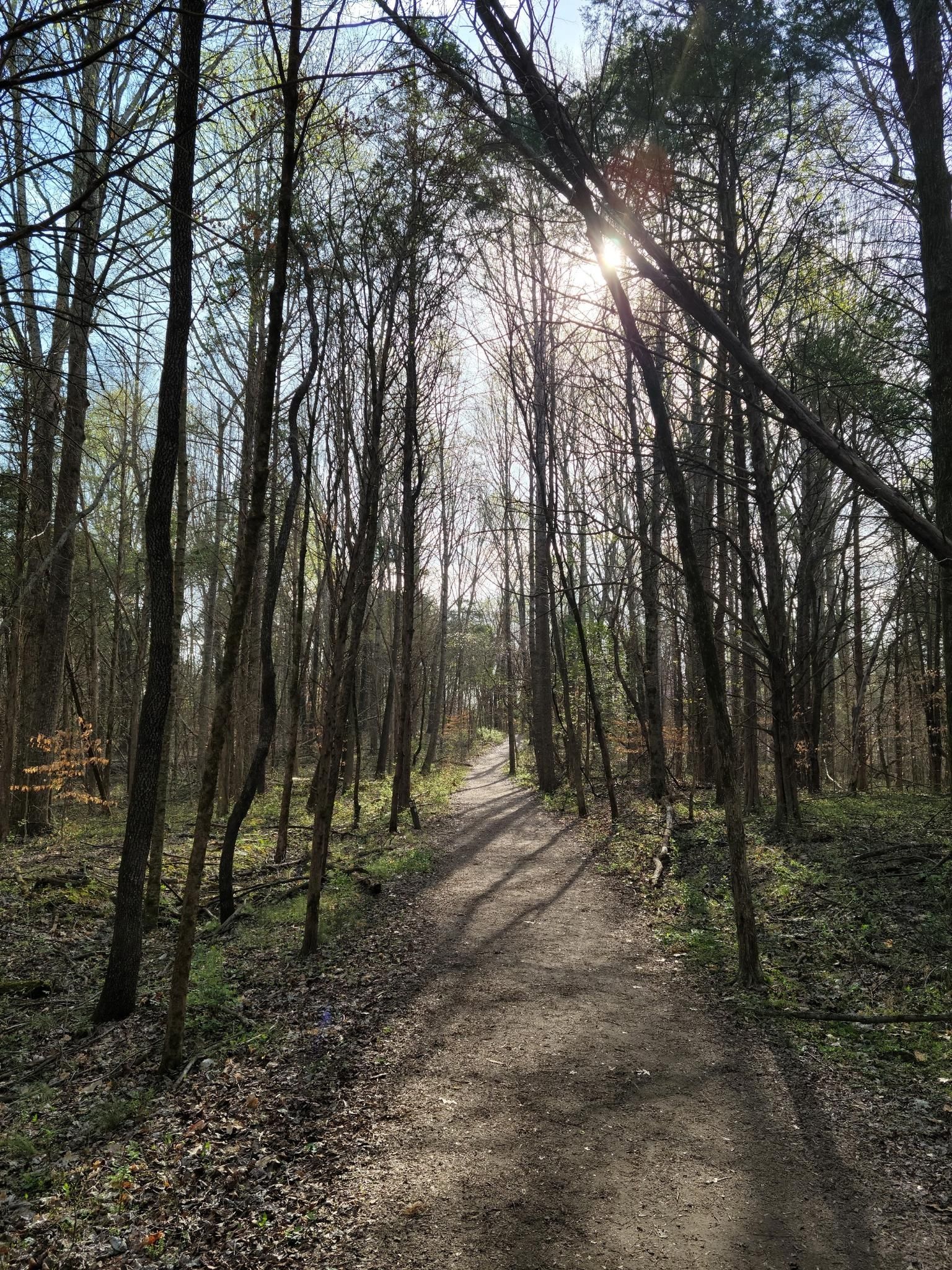 Sunlight streams through tall, bare trees onto a winding dirt forest path. - Dunbar Cave Recovery Loop