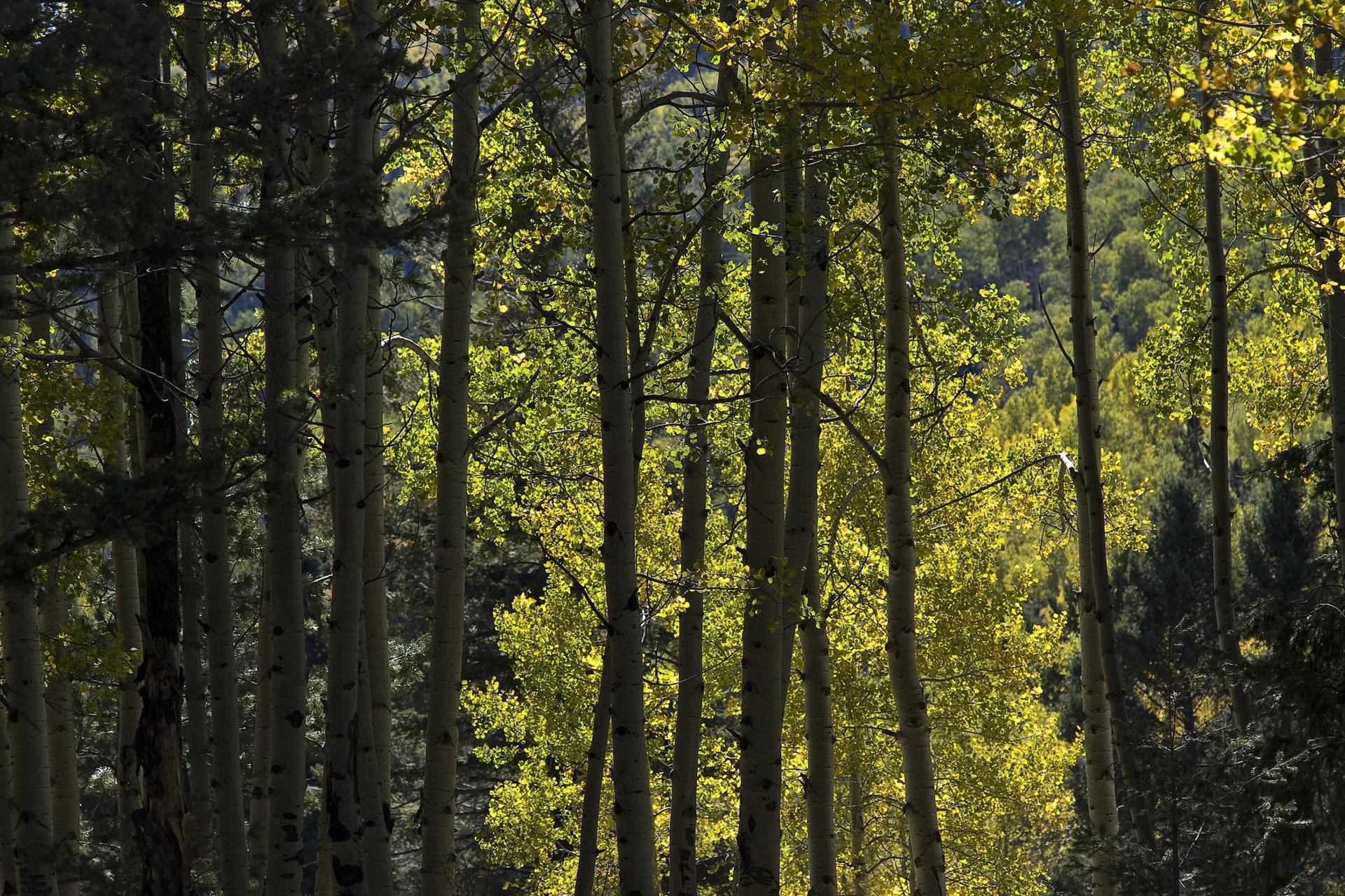 Dappled sunlight illuminates a dense forest of aspen trees with bright green leaves.