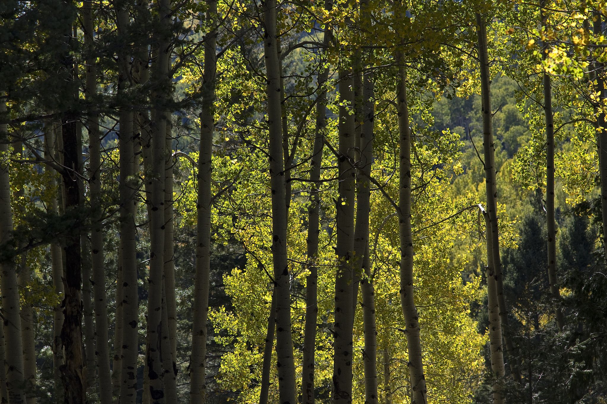 Dappled sunlight illuminates a dense forest of aspen trees with bright green leaves. - Guaje Canyon Trail