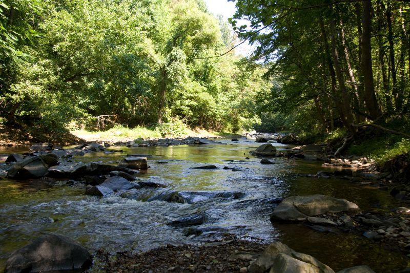 A sunlit, rocky stream flows through a lush, green, dense forest.