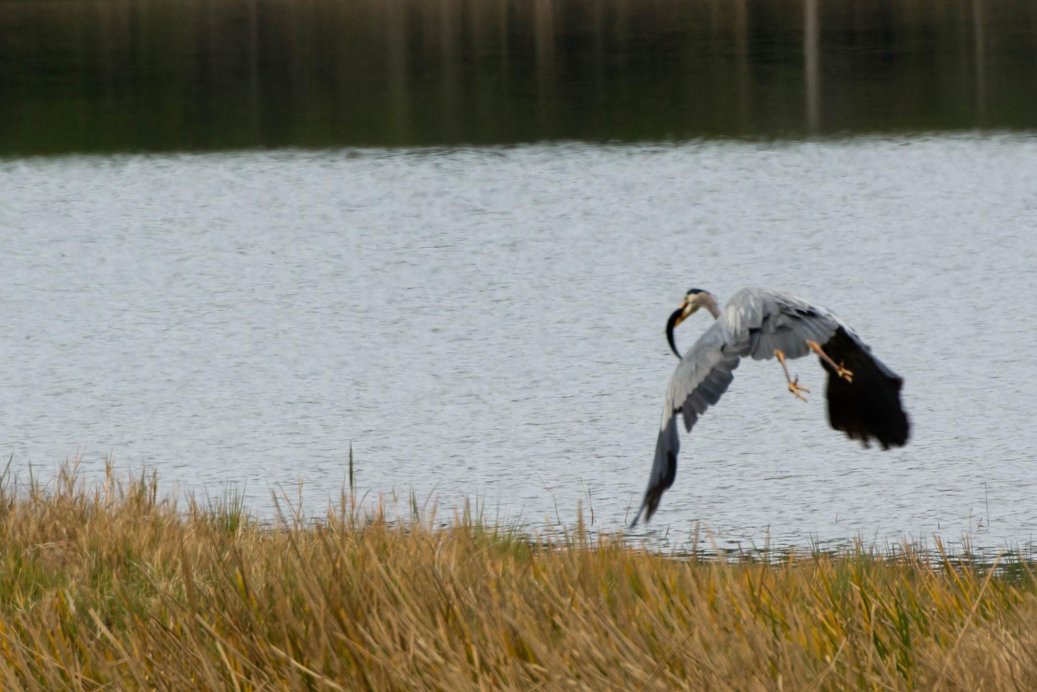 A large gray heron flies low over water, carrying a fish.