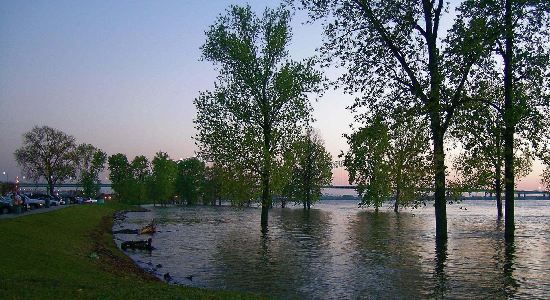 Trees stand in floodwaters beside a grassy bank and parked cars at dusk.
