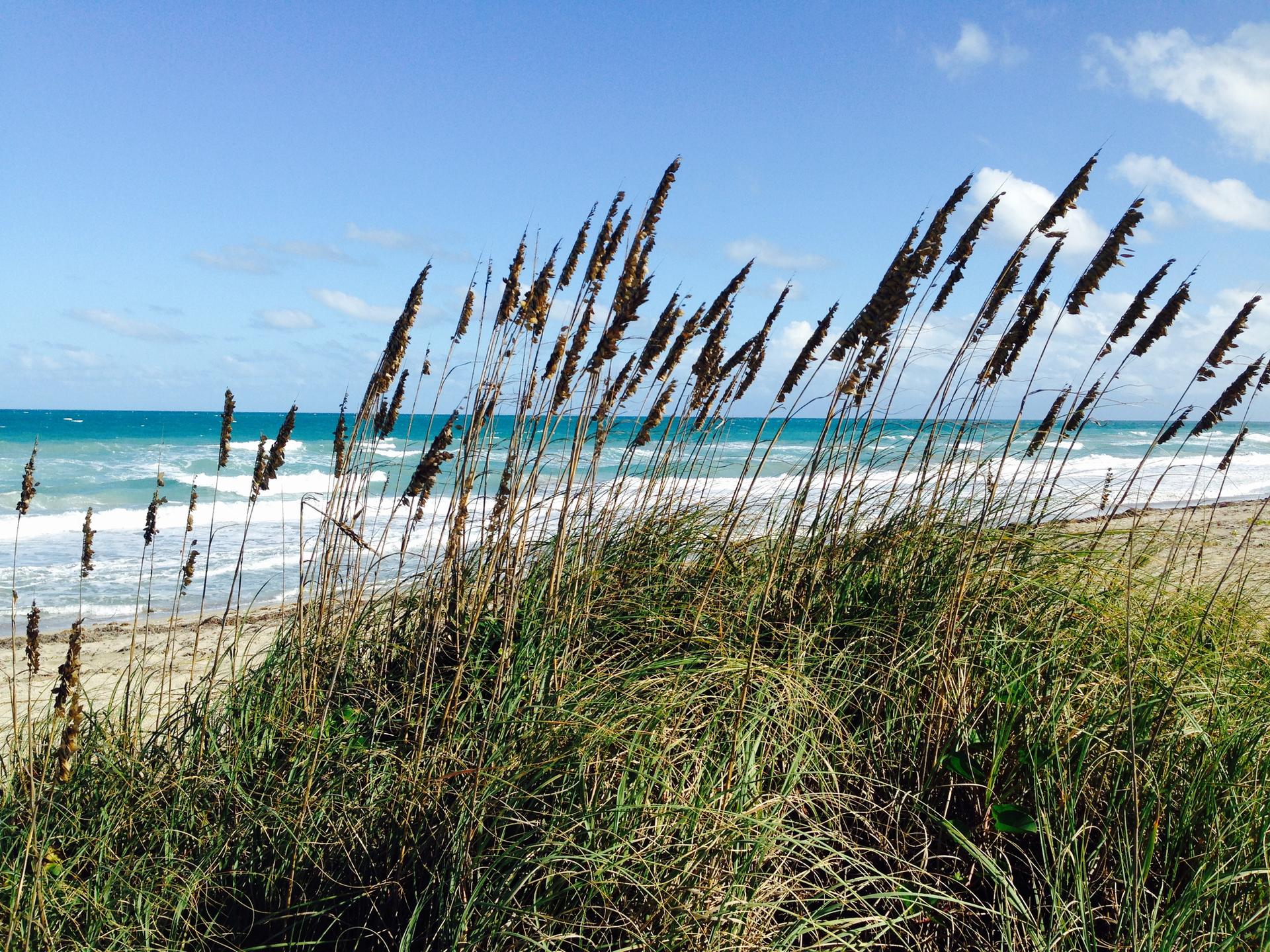 Tall beach grass overlooks a sunny ocean with waves and sandy shore.
