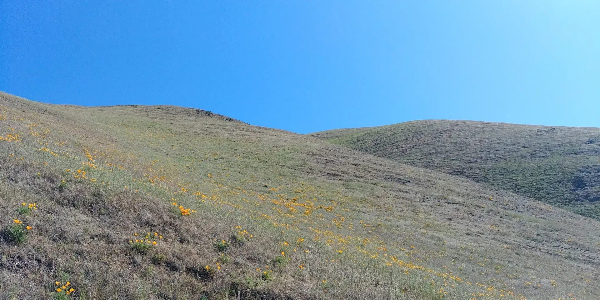 Rolling grassy hills with scattered wildflowers under a clear blue sky.
