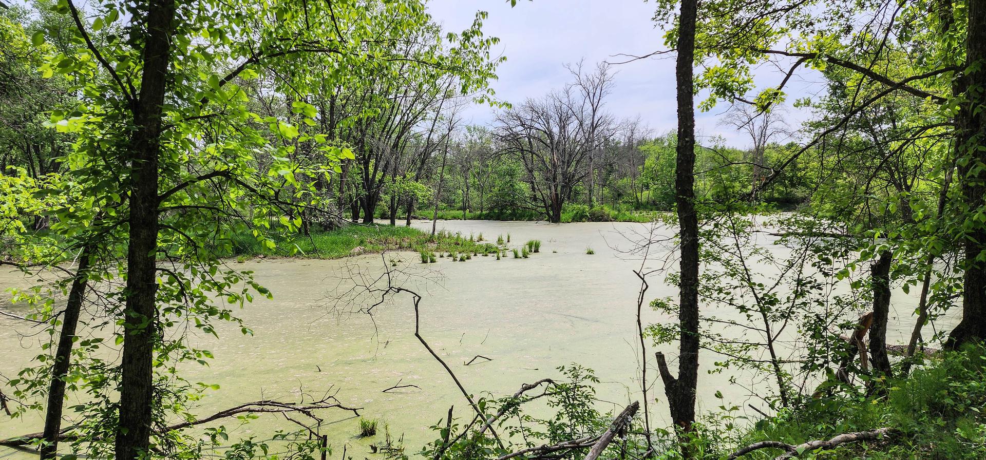 Green algae covers a still pond surrounded by dense green trees.