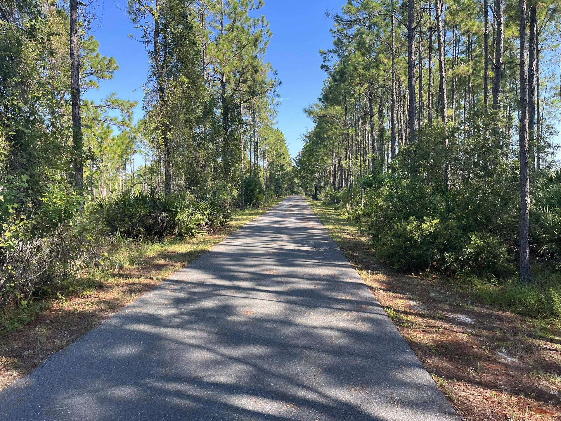 Paved path through a dense forest of tall pine trees on a sunny day.
