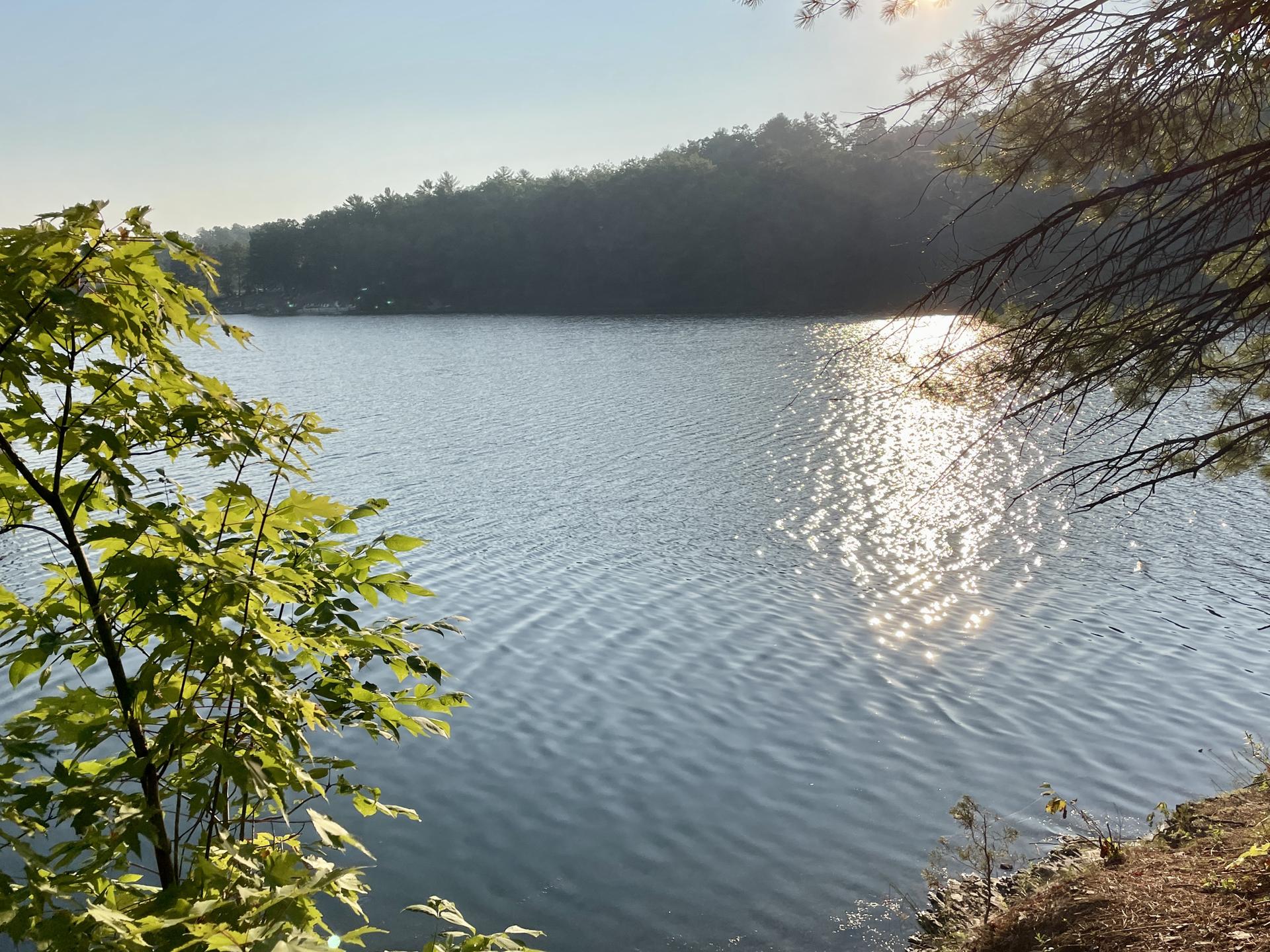 Sunny lake with sparkling water, surrounded by green trees and distant forest.