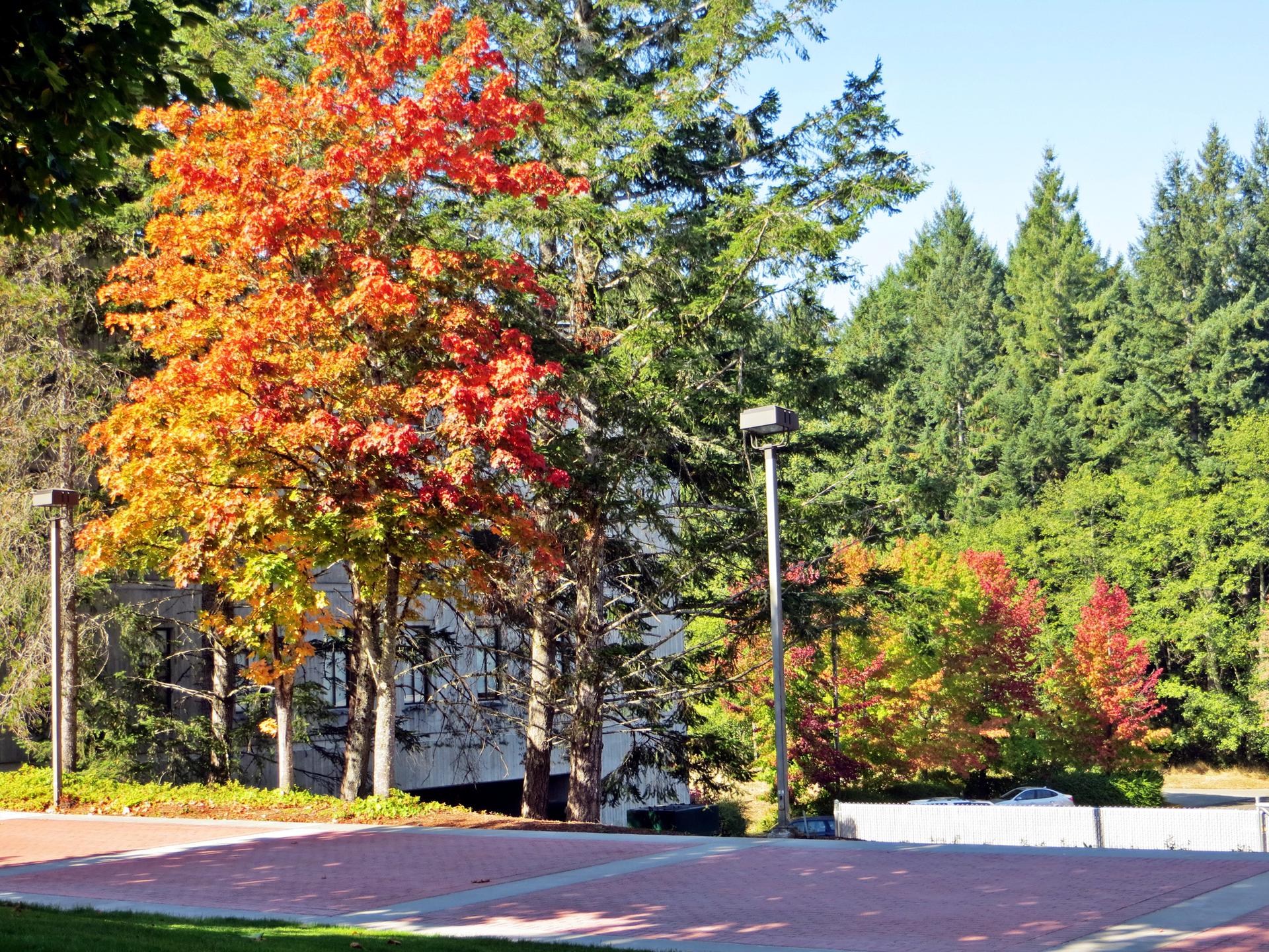 Colorful autumn tree with red and orange leaves, surrounded by green trees and paved ground.