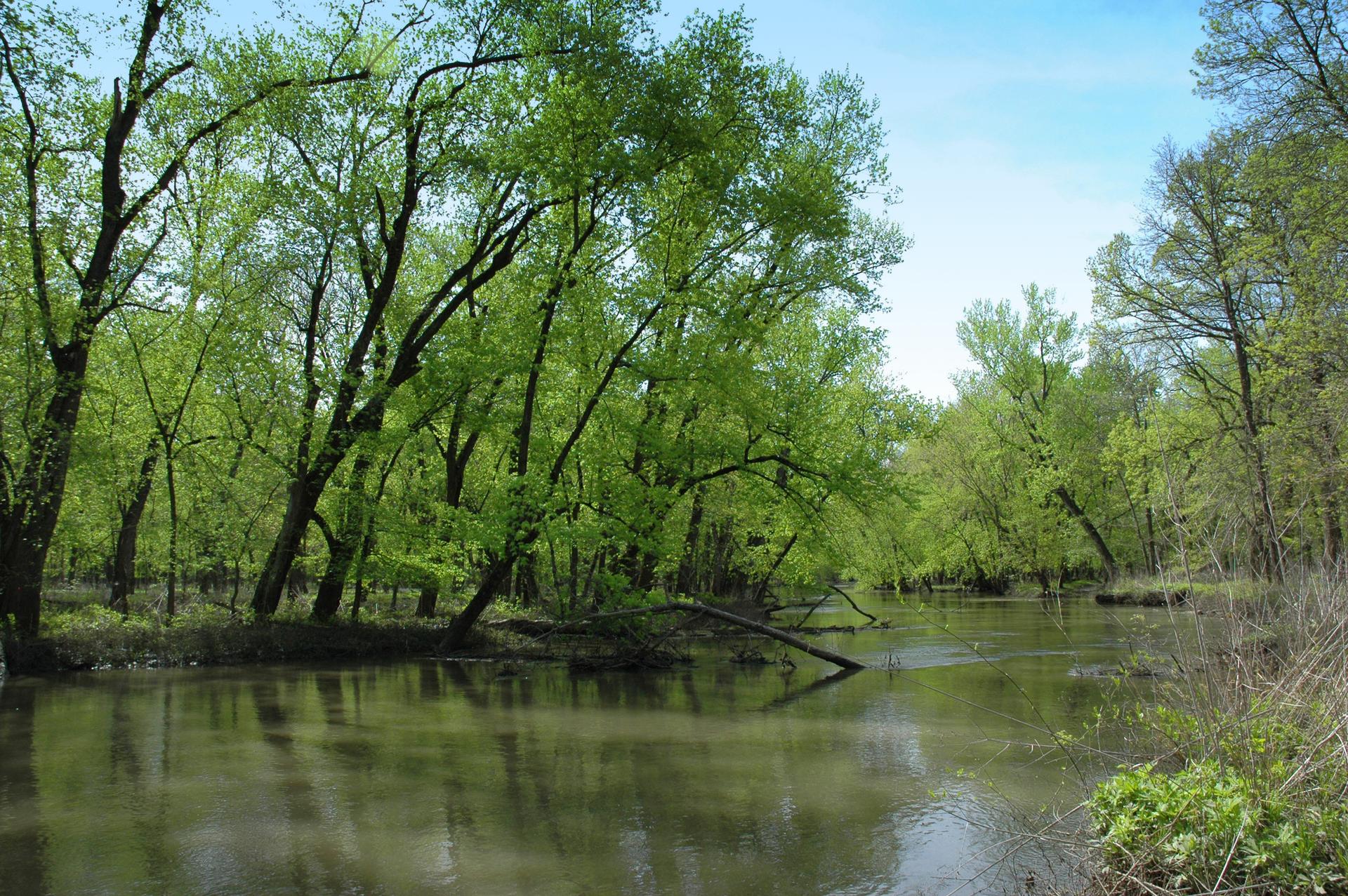 Calm river surrounded by vibrant green trees under a bright sky.