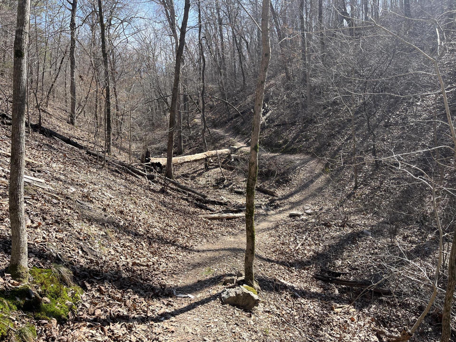 A winding dirt trail through a bare winter forest with dappled sunlight.