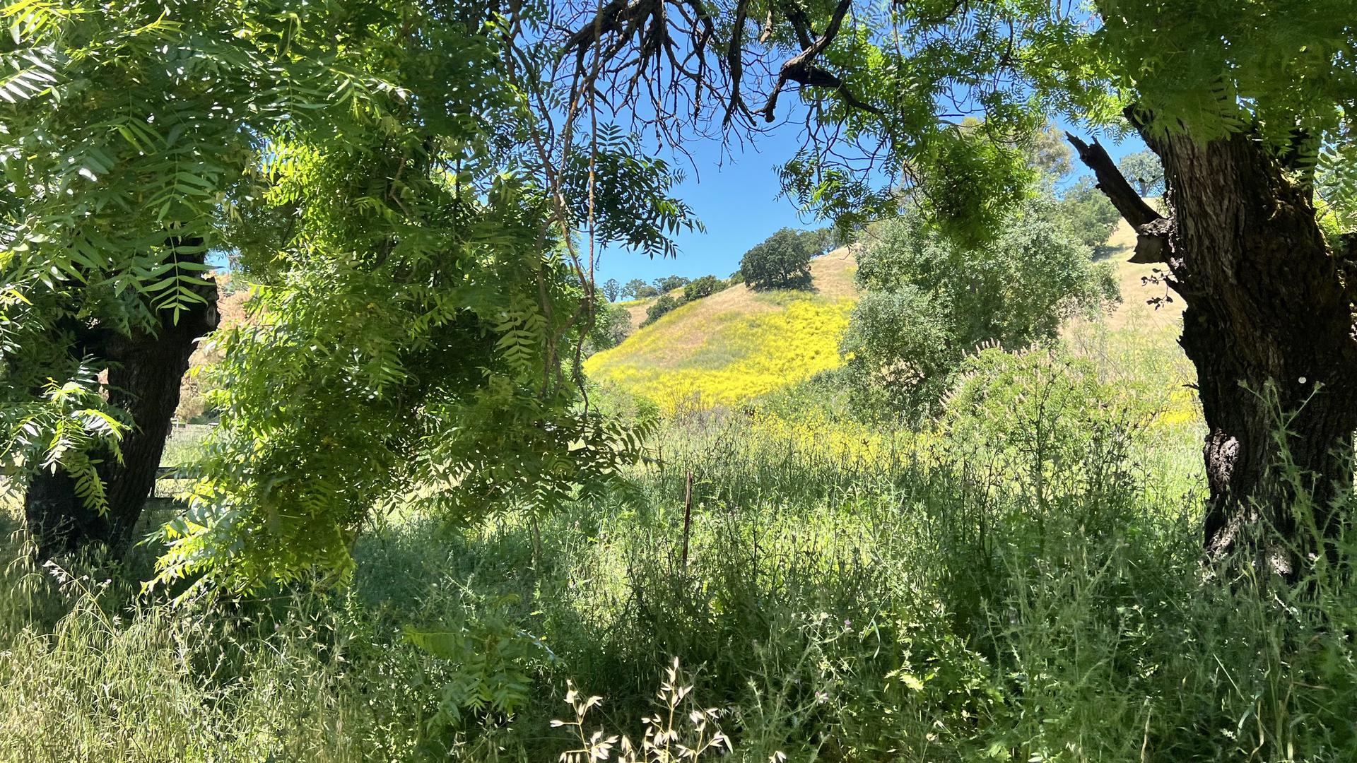 Lush green trees frame a sunny hillside covered in yellow wildflowers.