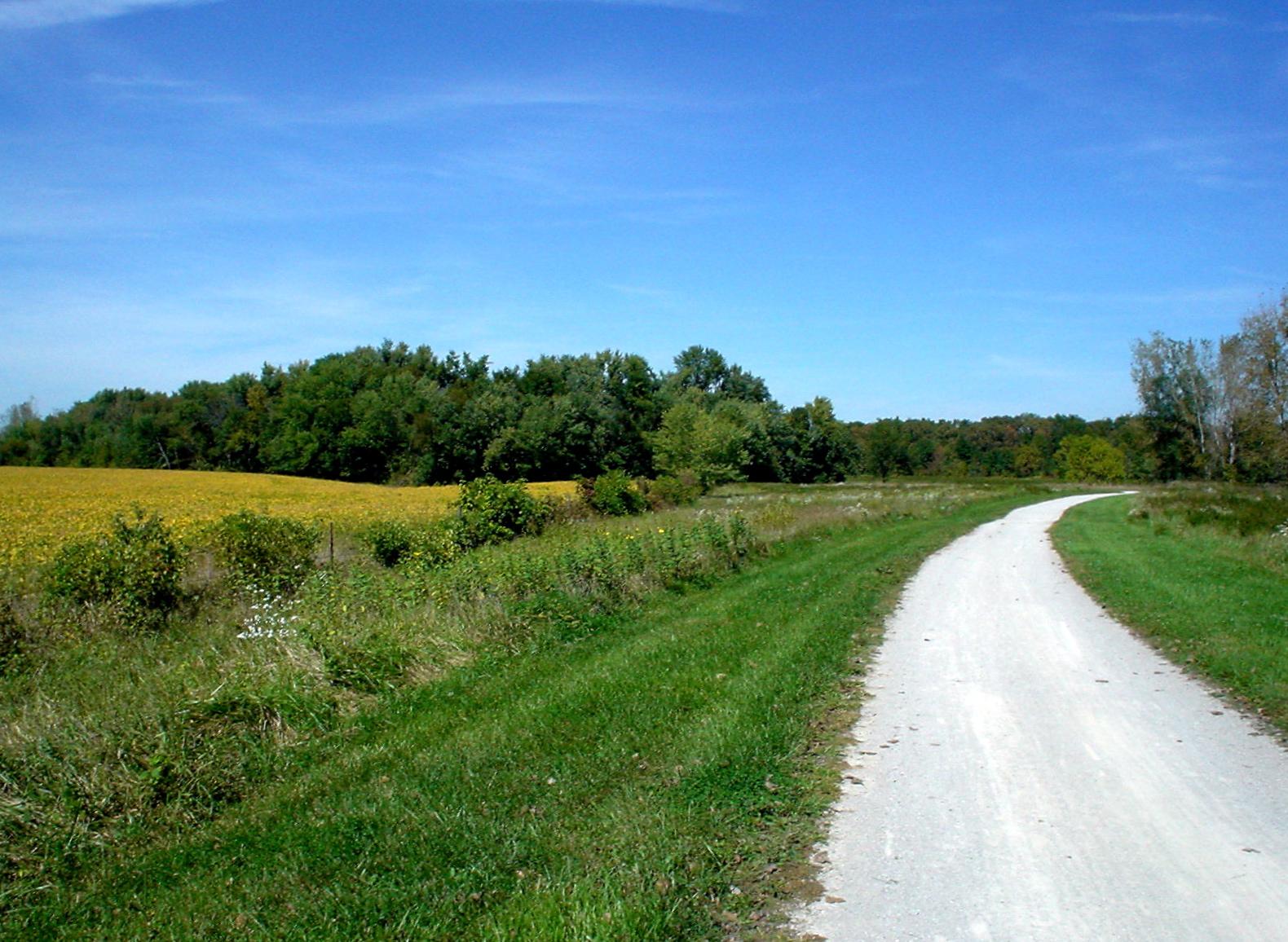 Winding dirt path next to a yellow field under a clear blue sky.