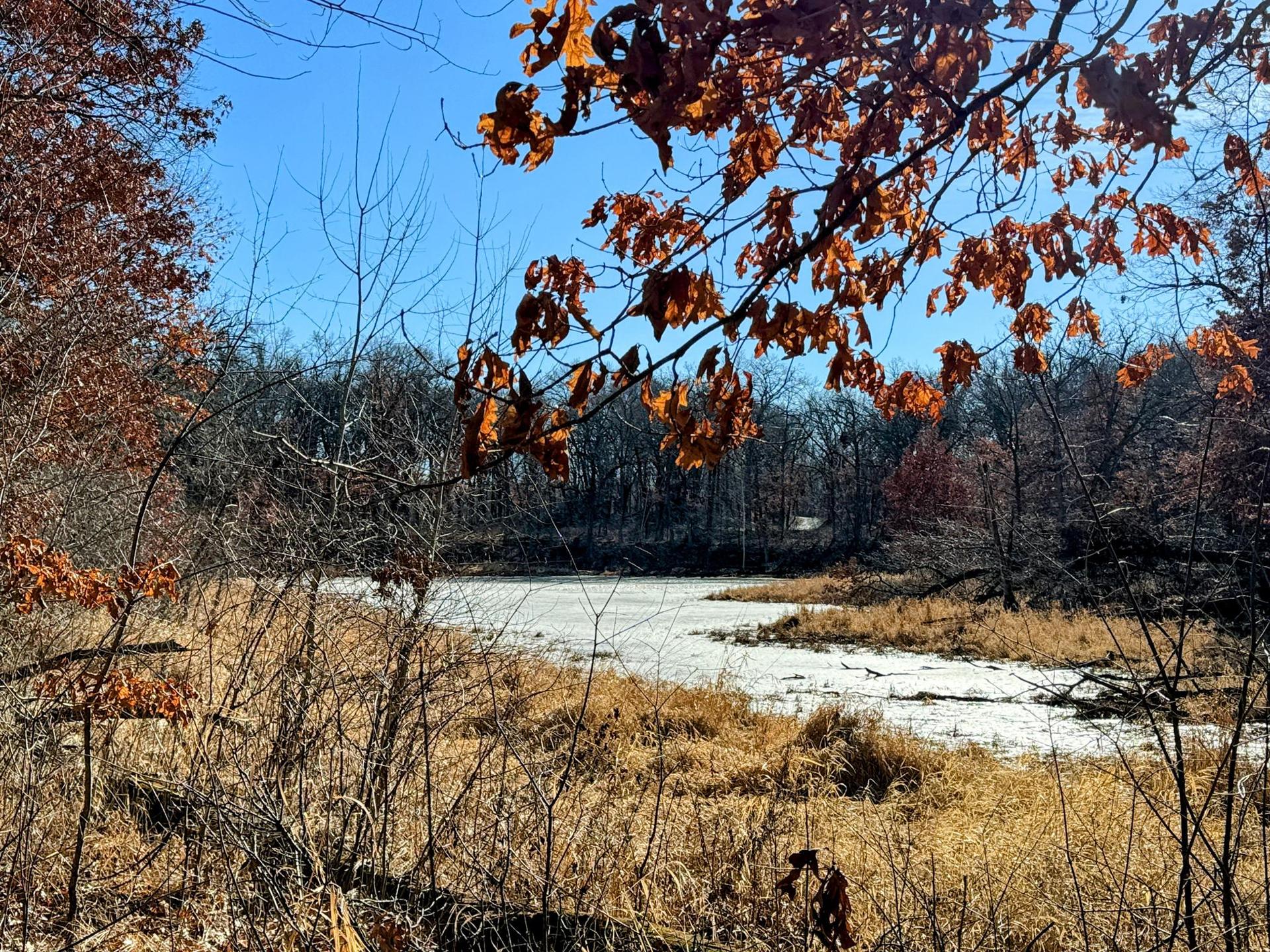 Partially frozen lake framed by bare branches and dry autumn leaves.