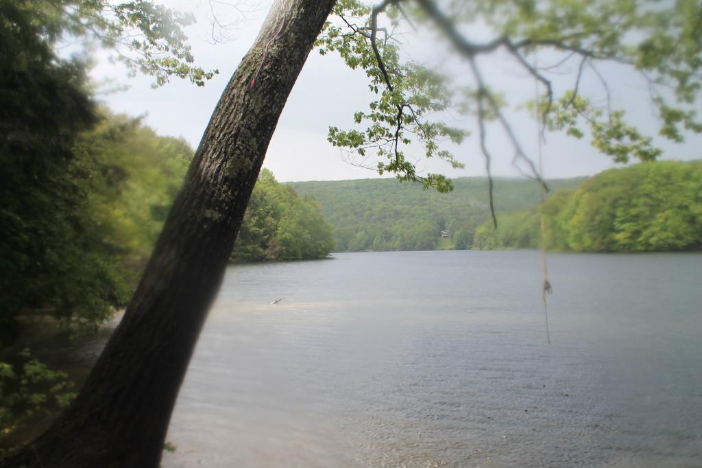 A lake surrounded by green trees, with a tree trunk and rope swing.