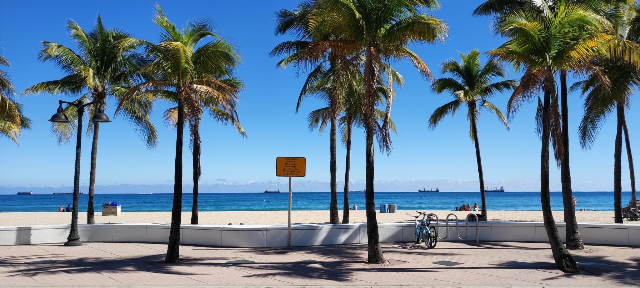 Palm trees on a sandy beach with the ocean and blue sky in background.