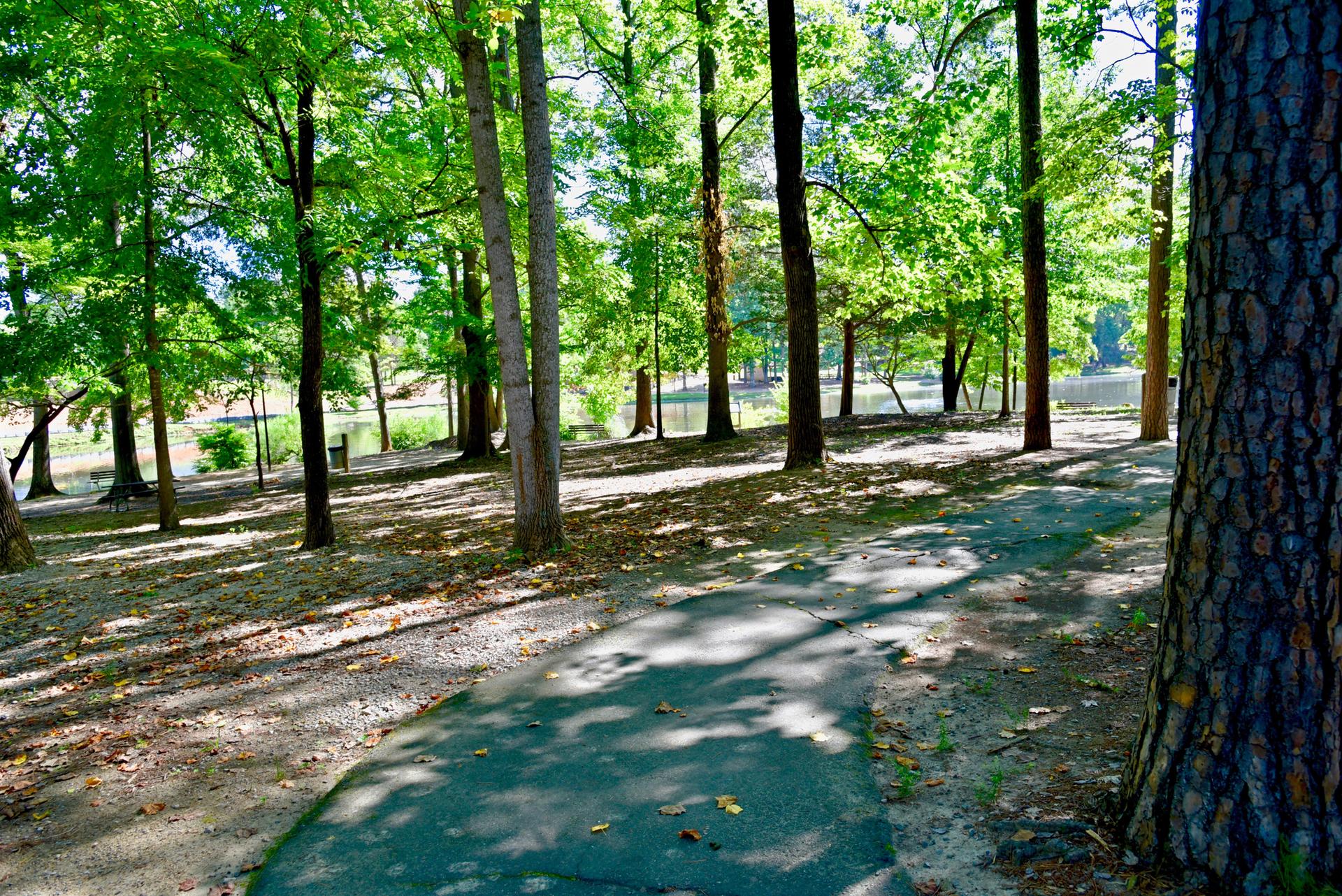 A paved path winding through a sun-dappled forest with tall trees.