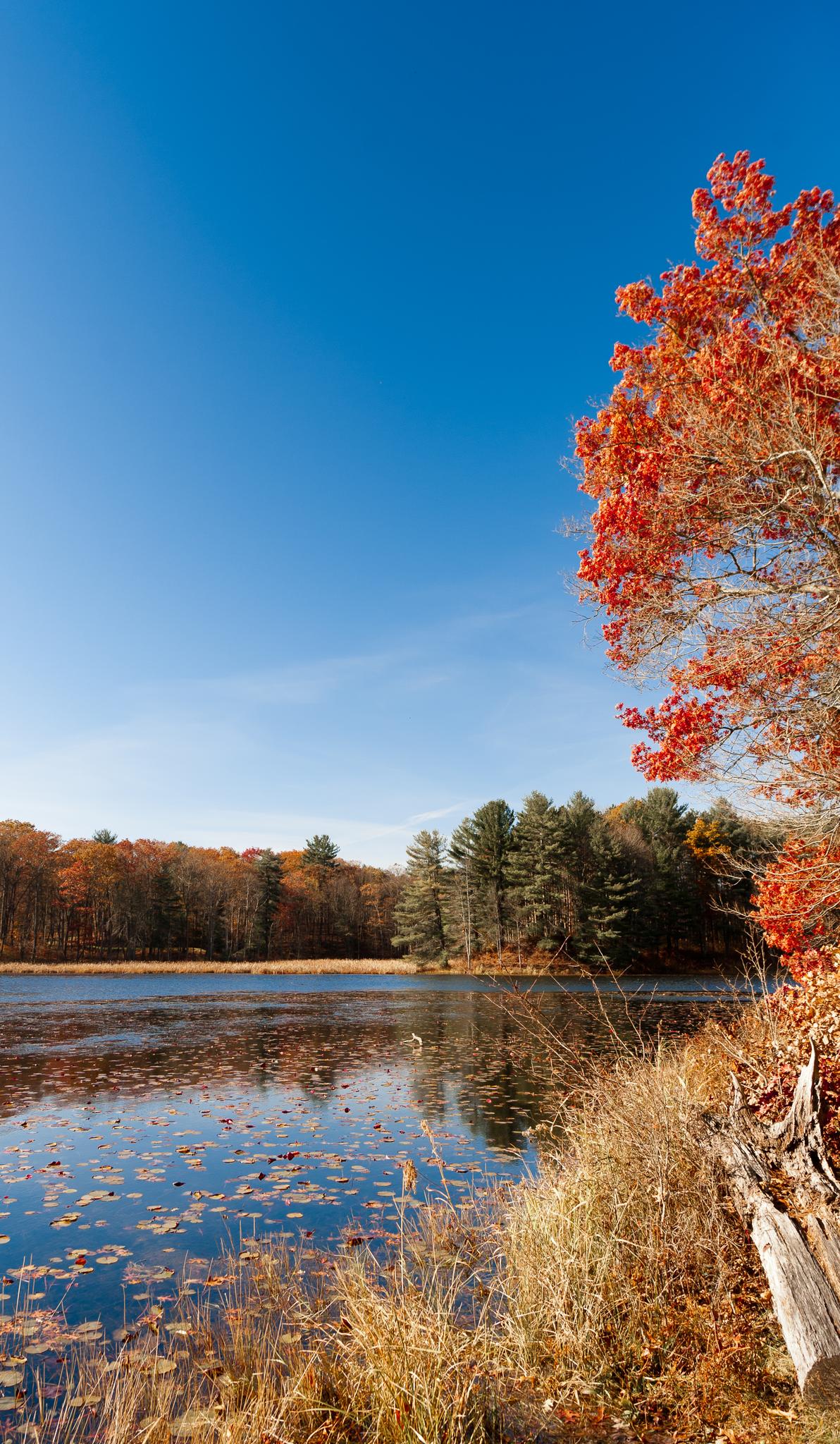 Vibrant autumn trees beside a tranquil lake under a clear blue sky.