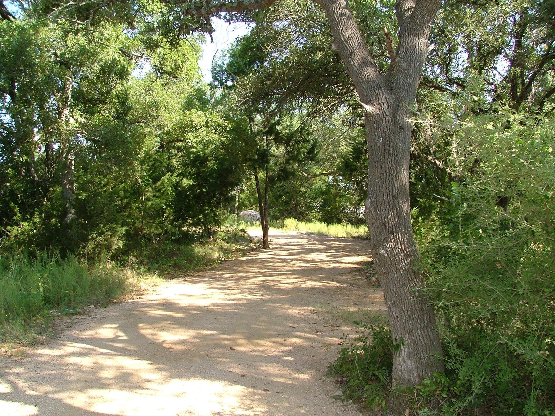 A sunny dirt path winding through green trees with dappled light.