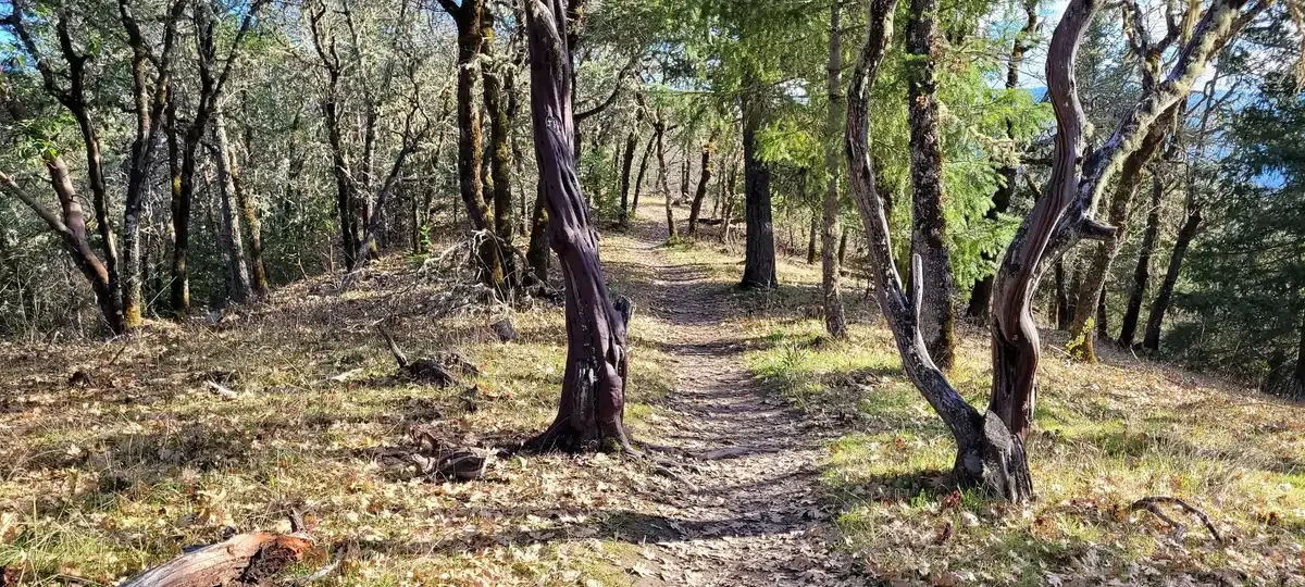 A sunlit dirt path winds through a forest with many trees and fallen leaves. - Dollar Mountain Trail