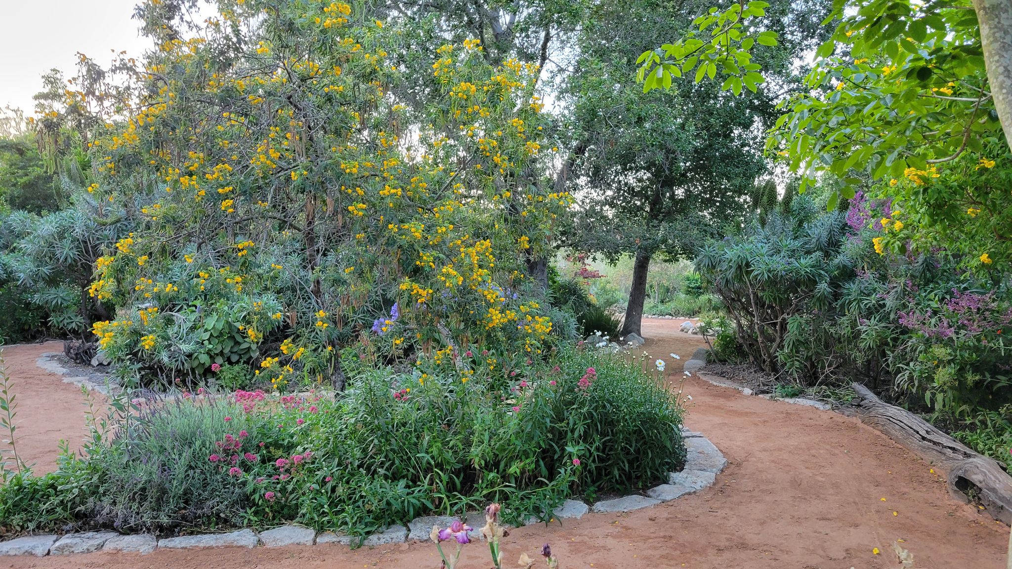 Lush garden with various green plants and yellow flowers, winding dirt path. Soft light. - Lake Huntington Loop