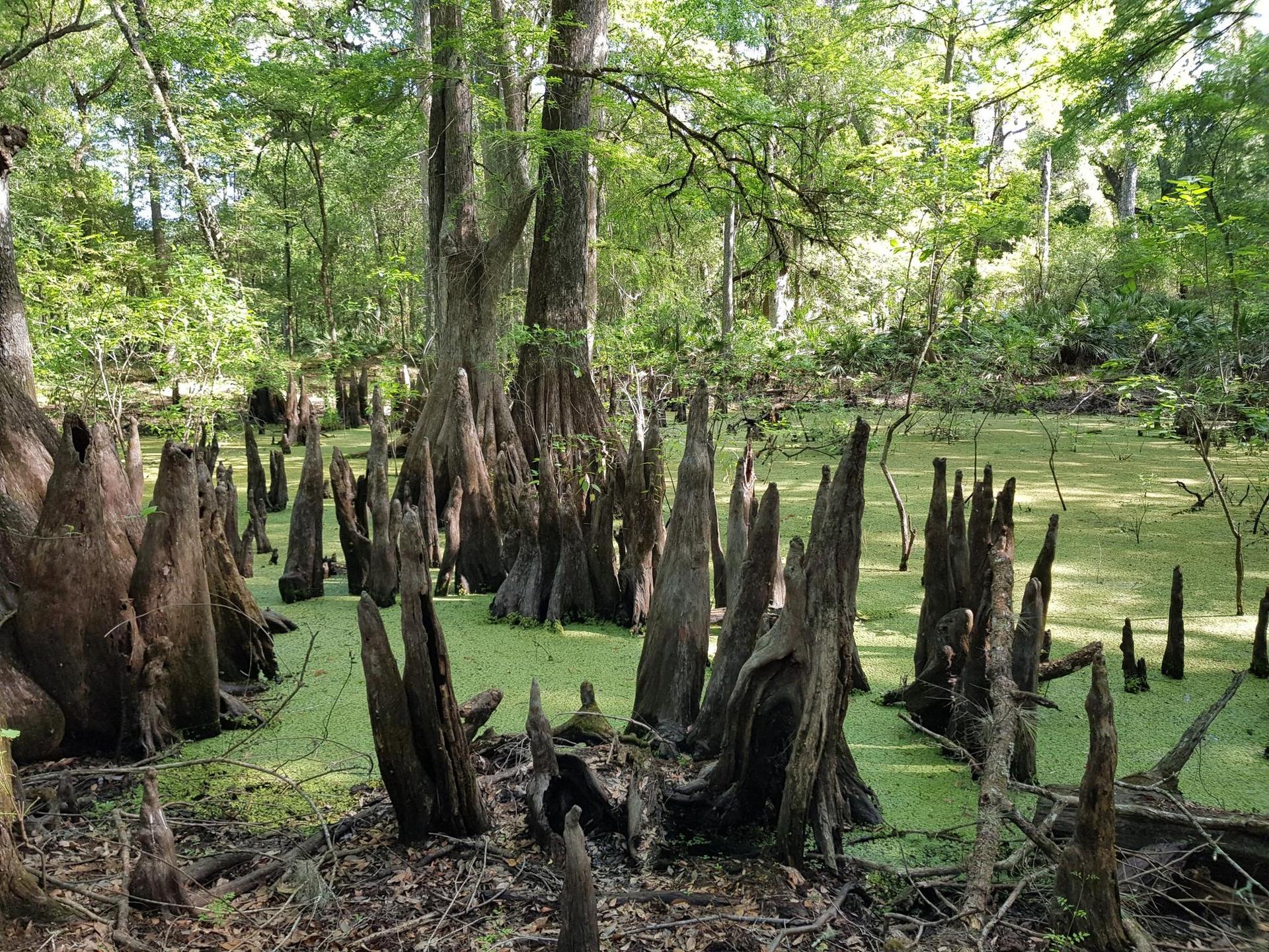 Numerous cypress knees emerge from a vibrant green swamp under bright light.
