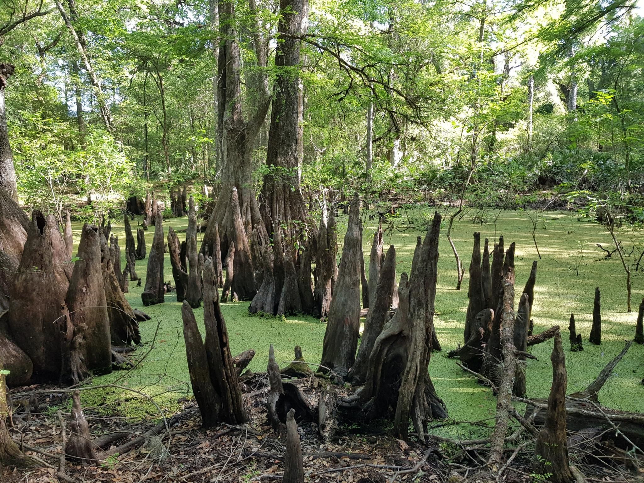 Numerous cypress knees emerge from a vibrant green swamp under bright light. - Croom River Trail
