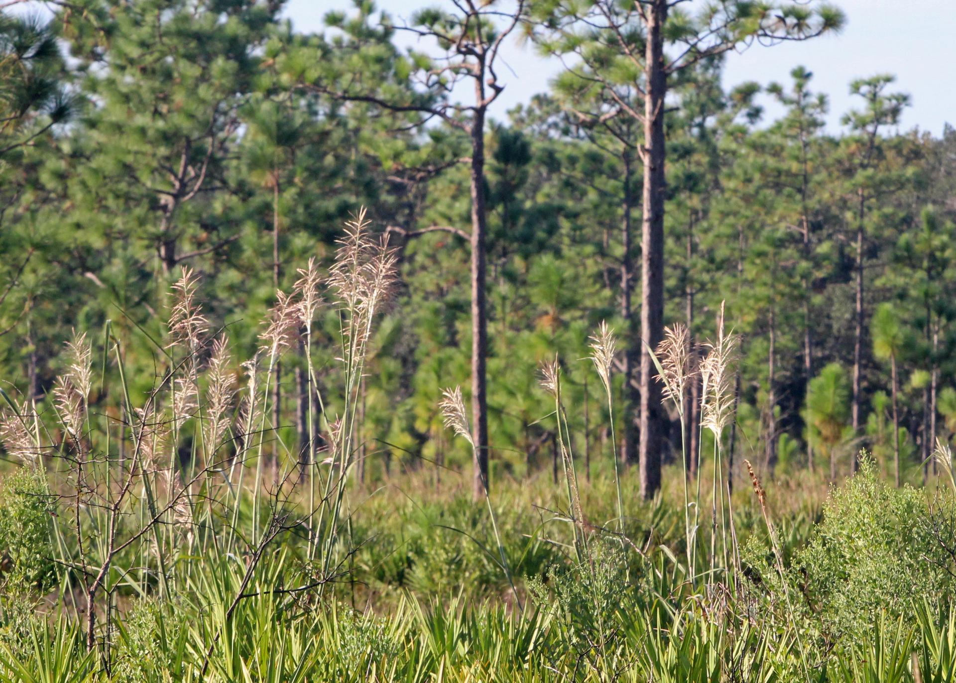 Tall grasses with seed heads in a sunny field before a pine forest.