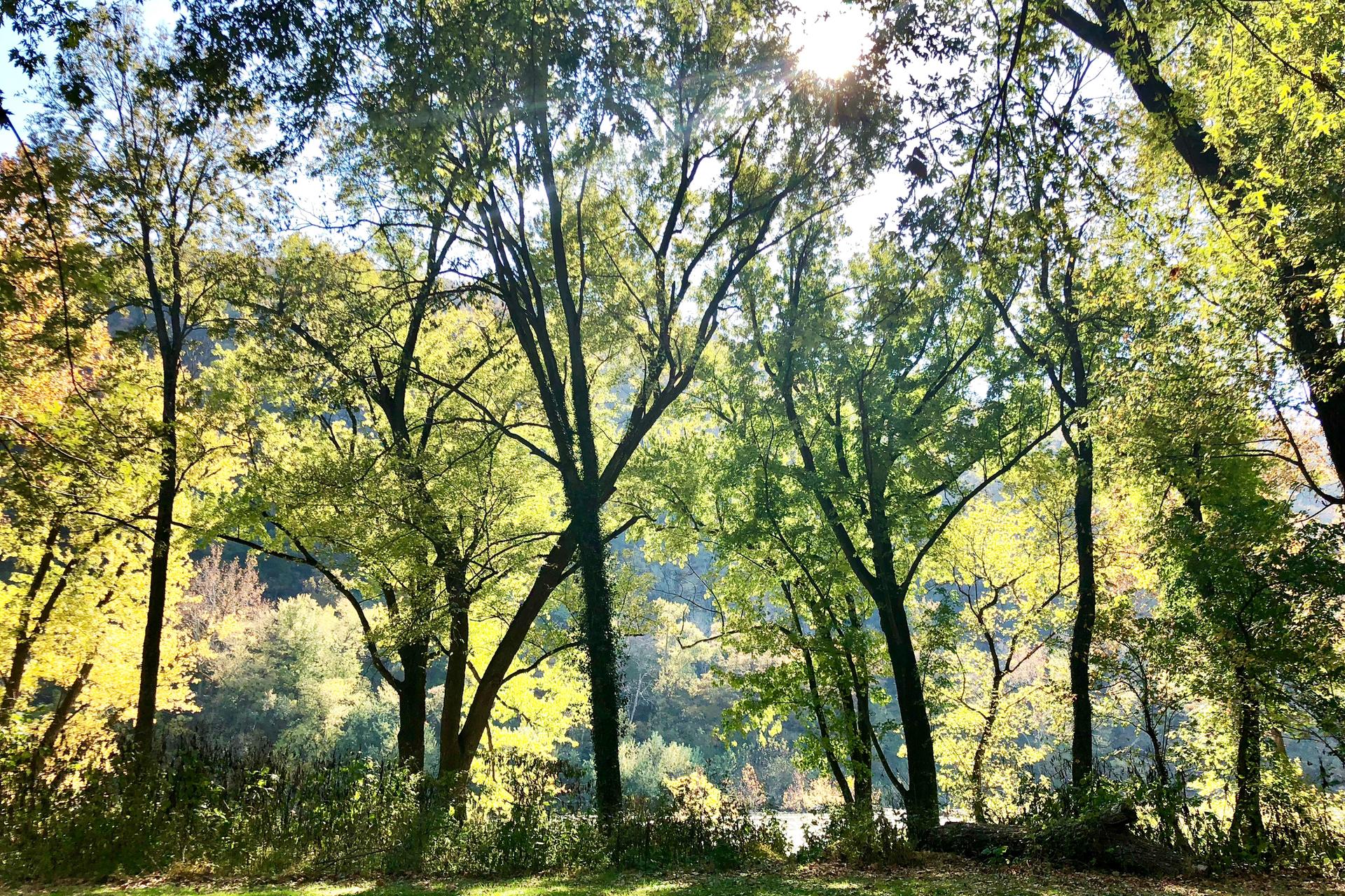 Sunlight filters through green and yellow trees overlooking a body of water.